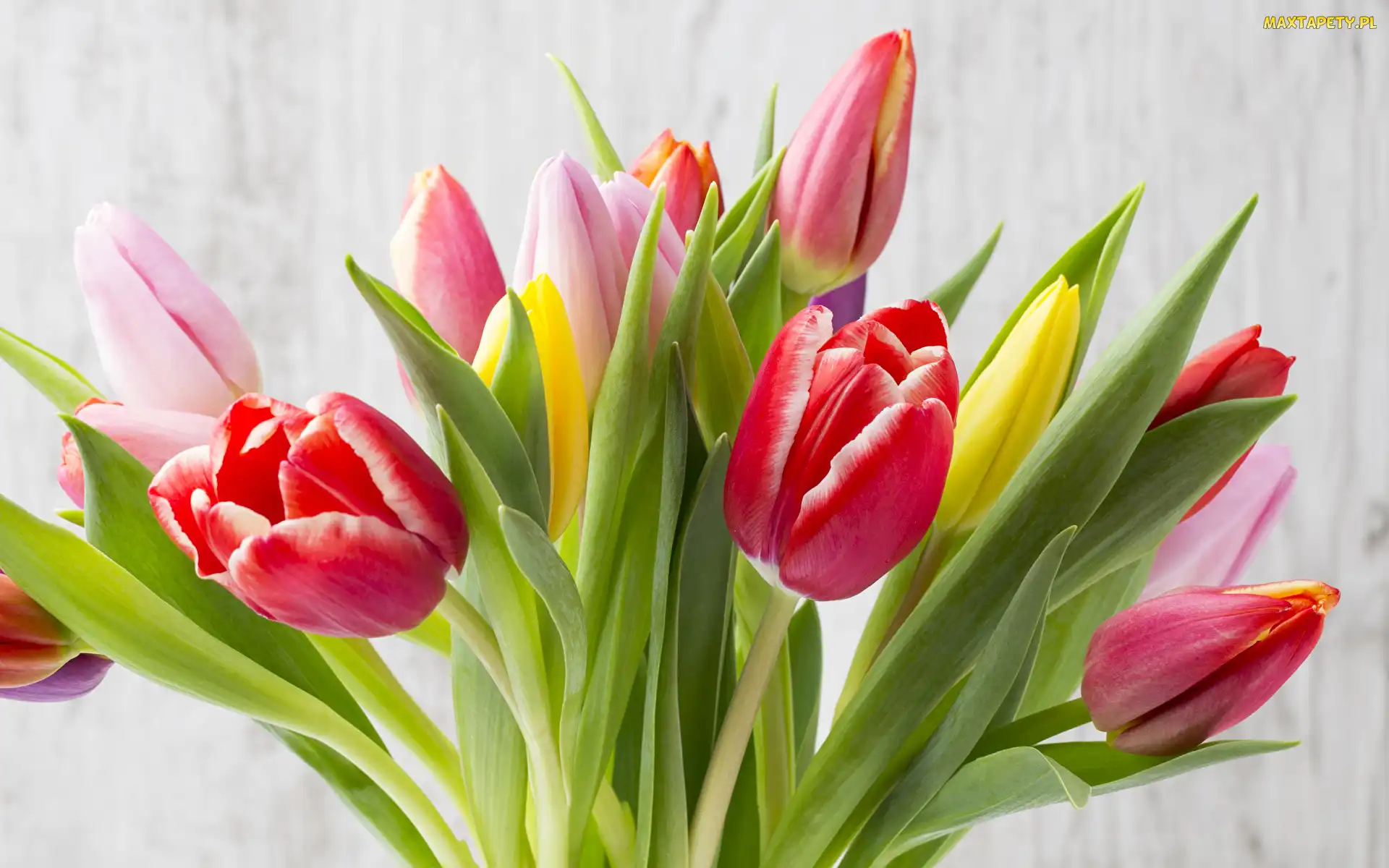 Kolorowe, Tulipany, Kwiaty, Bukiet