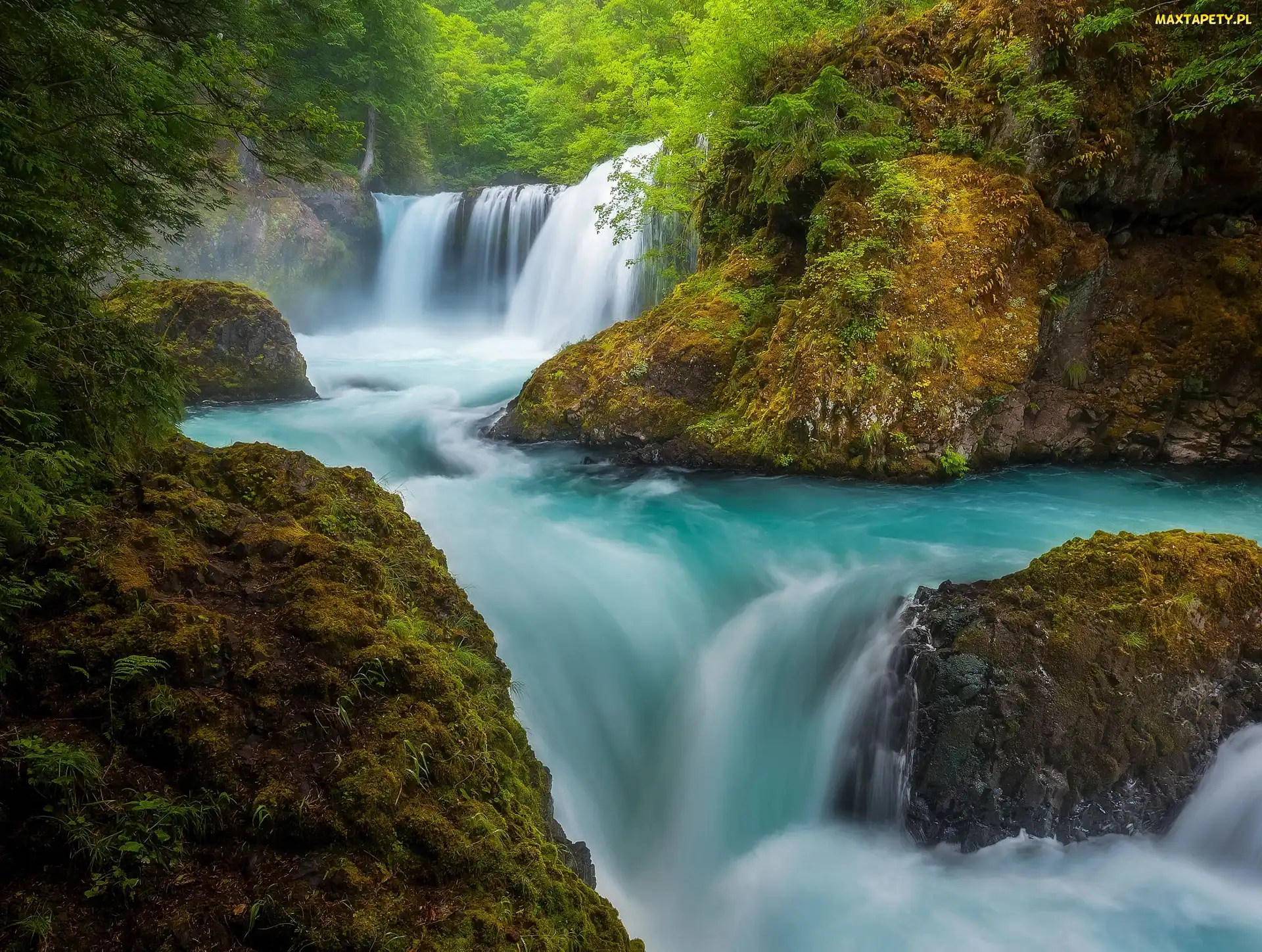 Skały, Stany Zjednoczone, Wodospad Spirit Falls, Roślinność, Stan Waszyngton, Rzeka Salmon River, Hrabstwo Skamania
