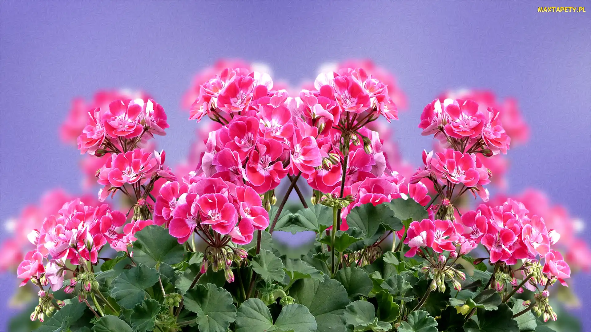 Pelargonie, Grafika, Kwiaty