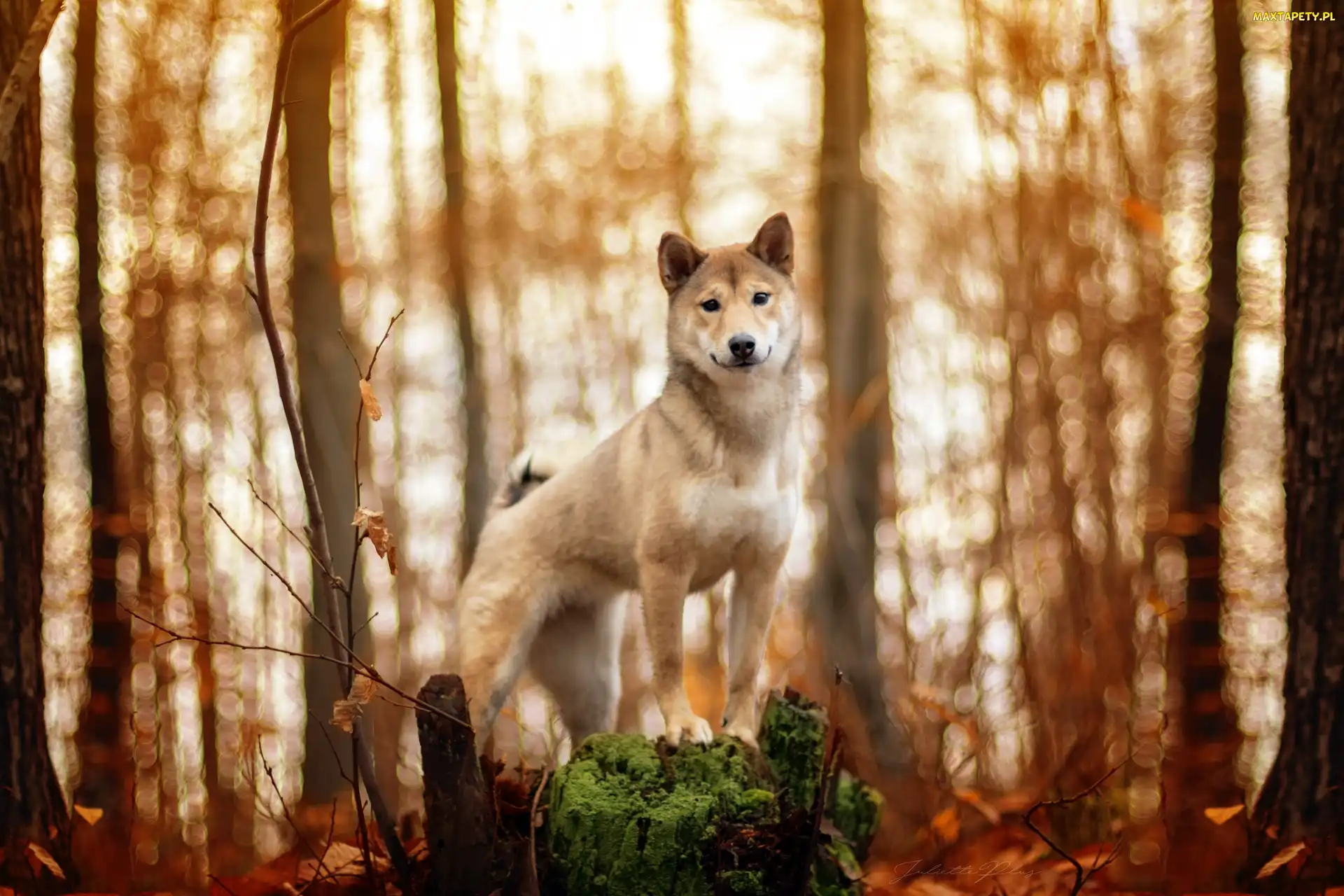 Las, Drzewa, Pies, Shiba inu