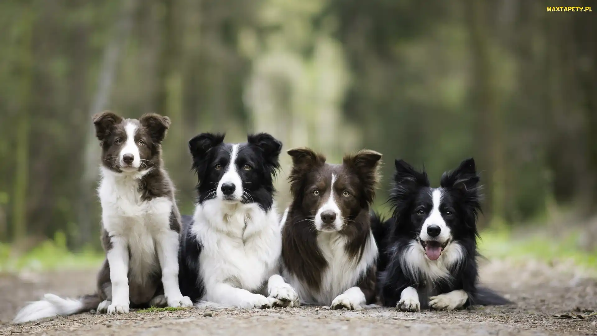 Alejka
, Border collie, Cztery, Psy