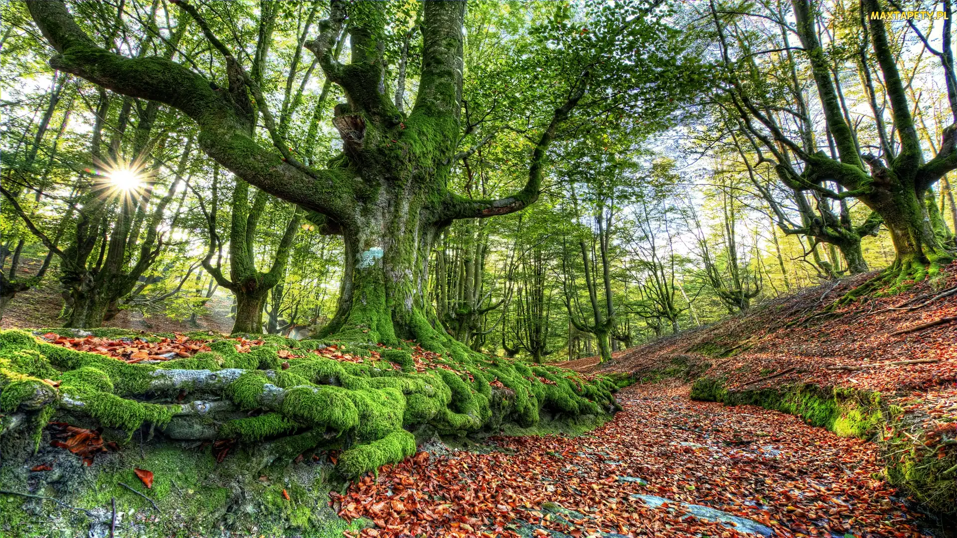Kraj Basków, Park Narodowy Gorbea, Promienie słońca, Drzewa, Las, Jesień, Hiszpania