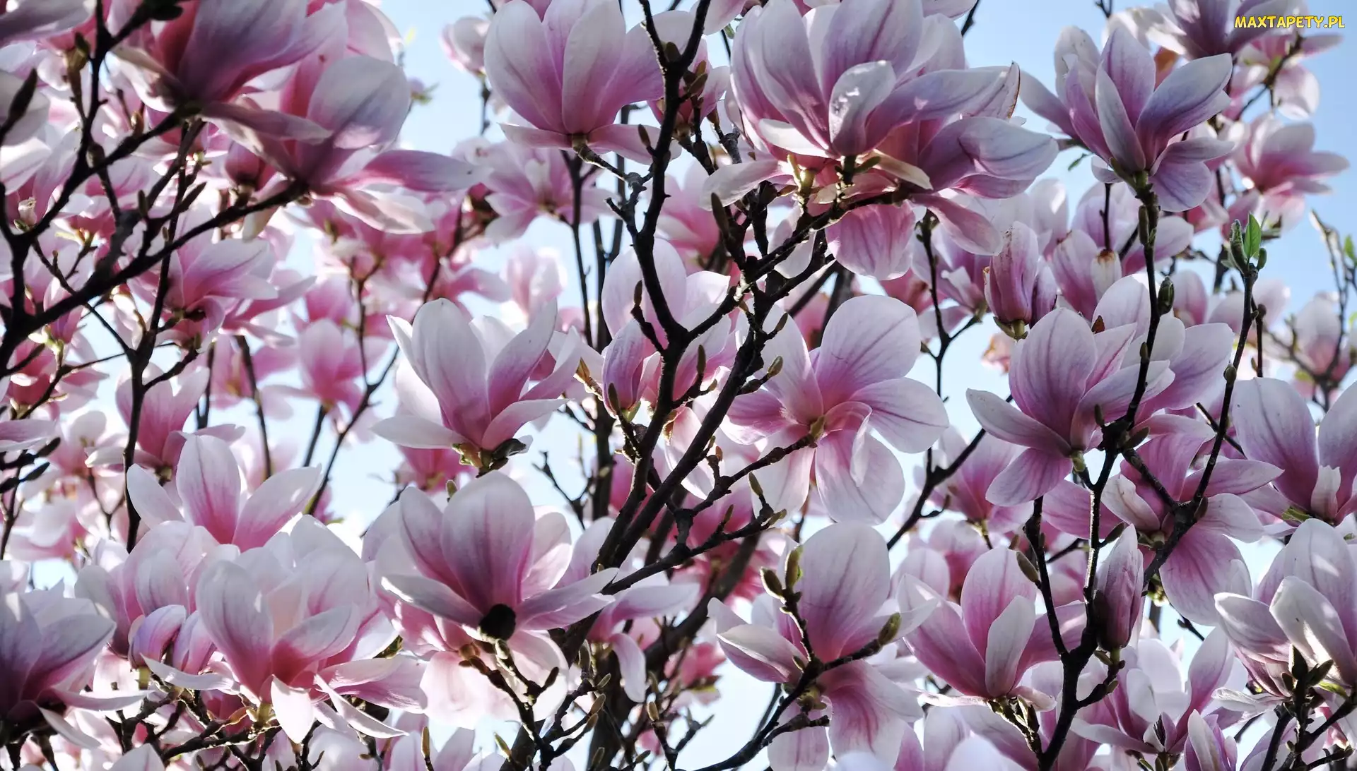 Wiosna, Kwiaty, Magnolia