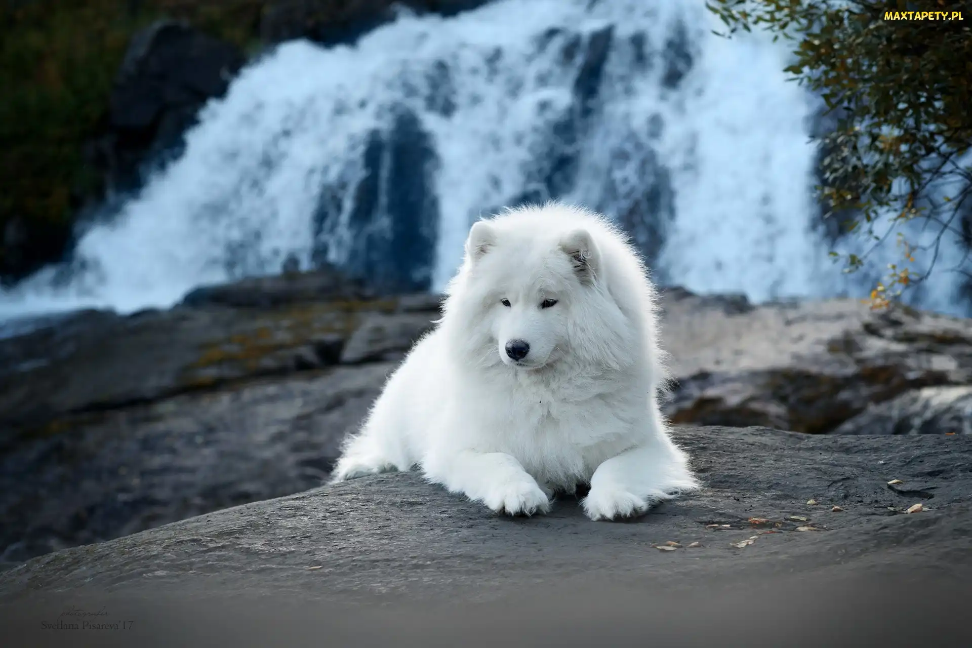 Wodospad, Samojed, Biały, Pies
