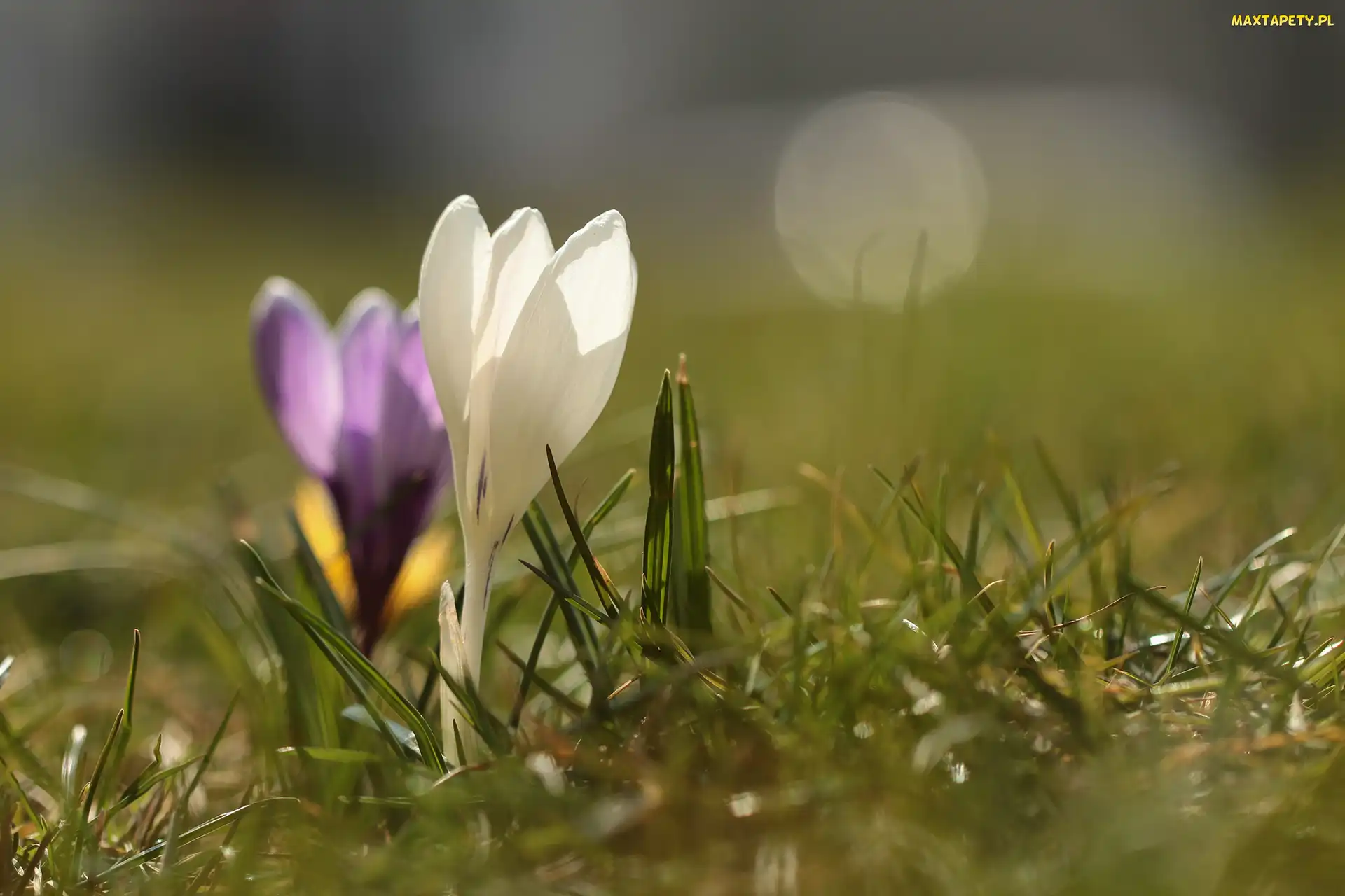 Biały, Zbliżenie, Kwiat, Krokus