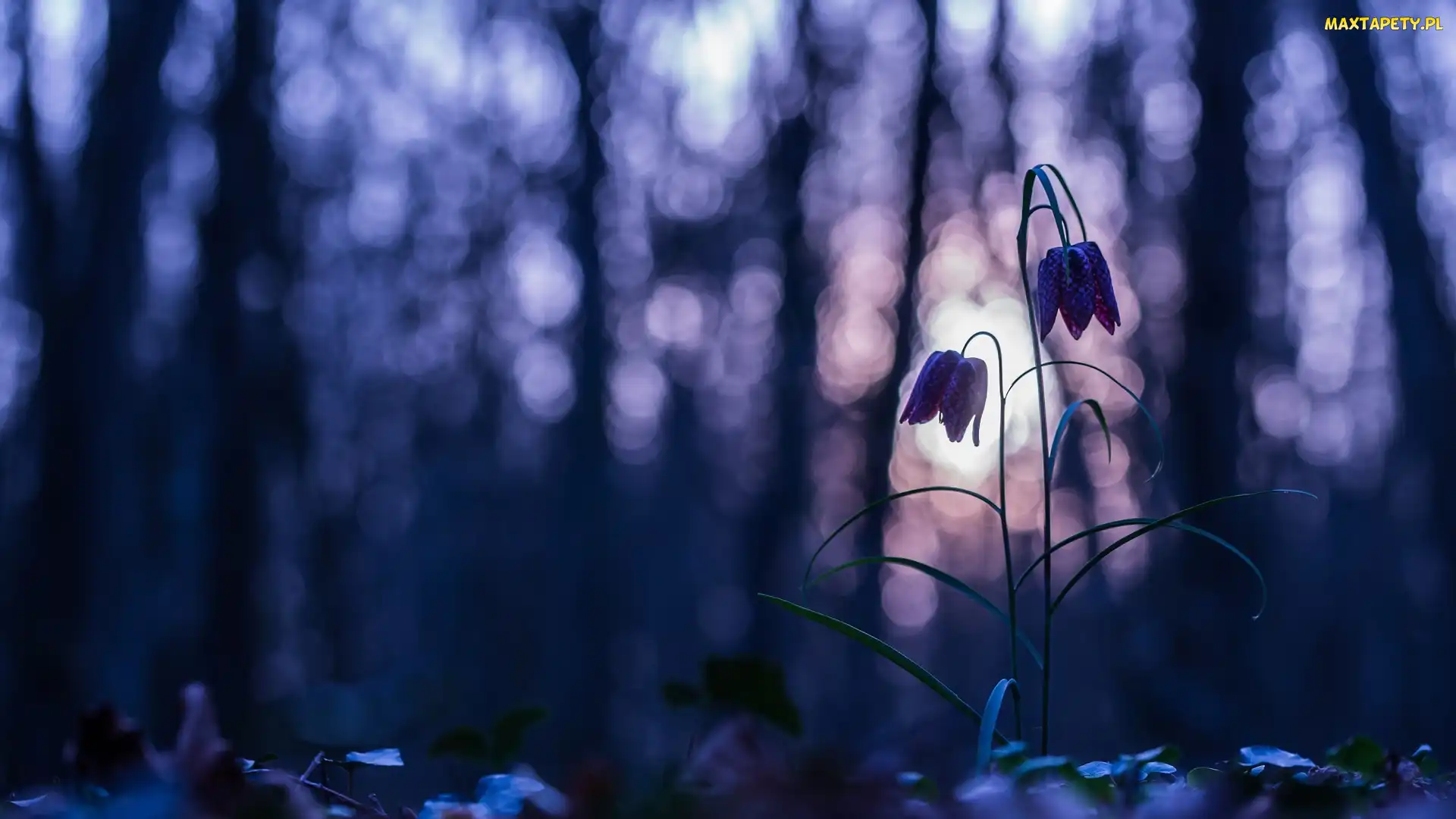 Kwiat, Bokeh, Szachownica kostkowata
