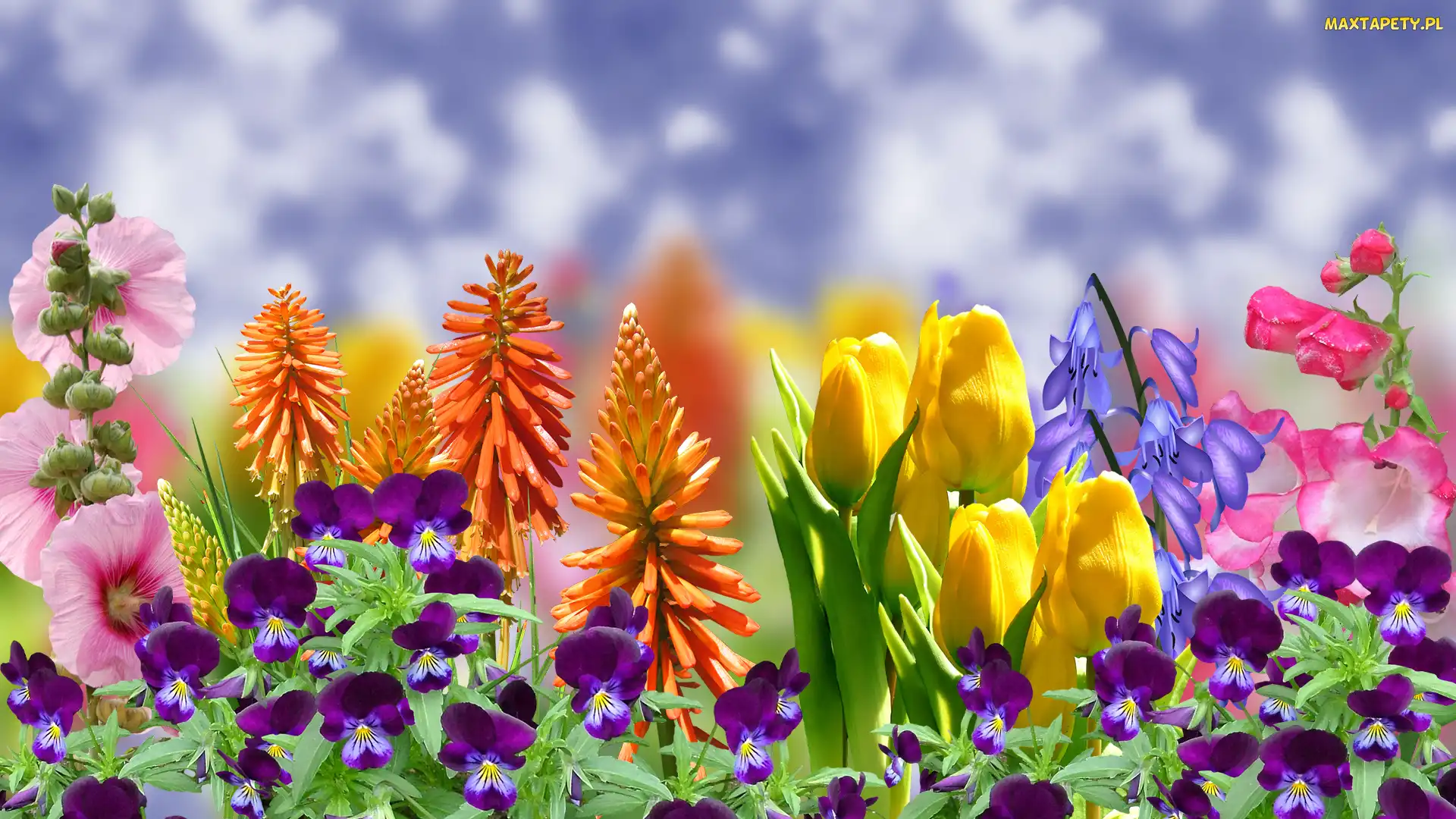 Bratki, Malwa, Trytoma groniasta, Tulipany, Kwiaty