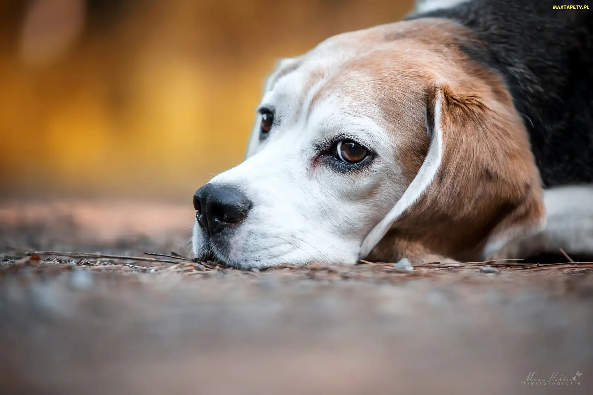 Beagle, Mordka, Pies
