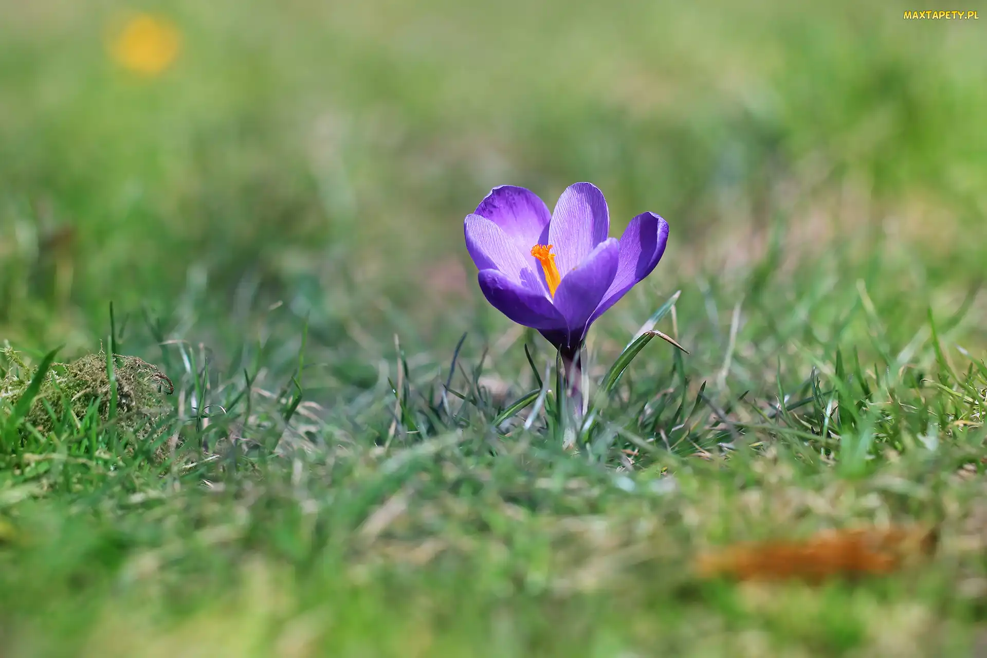 Liliowy, Trawa, Krokus