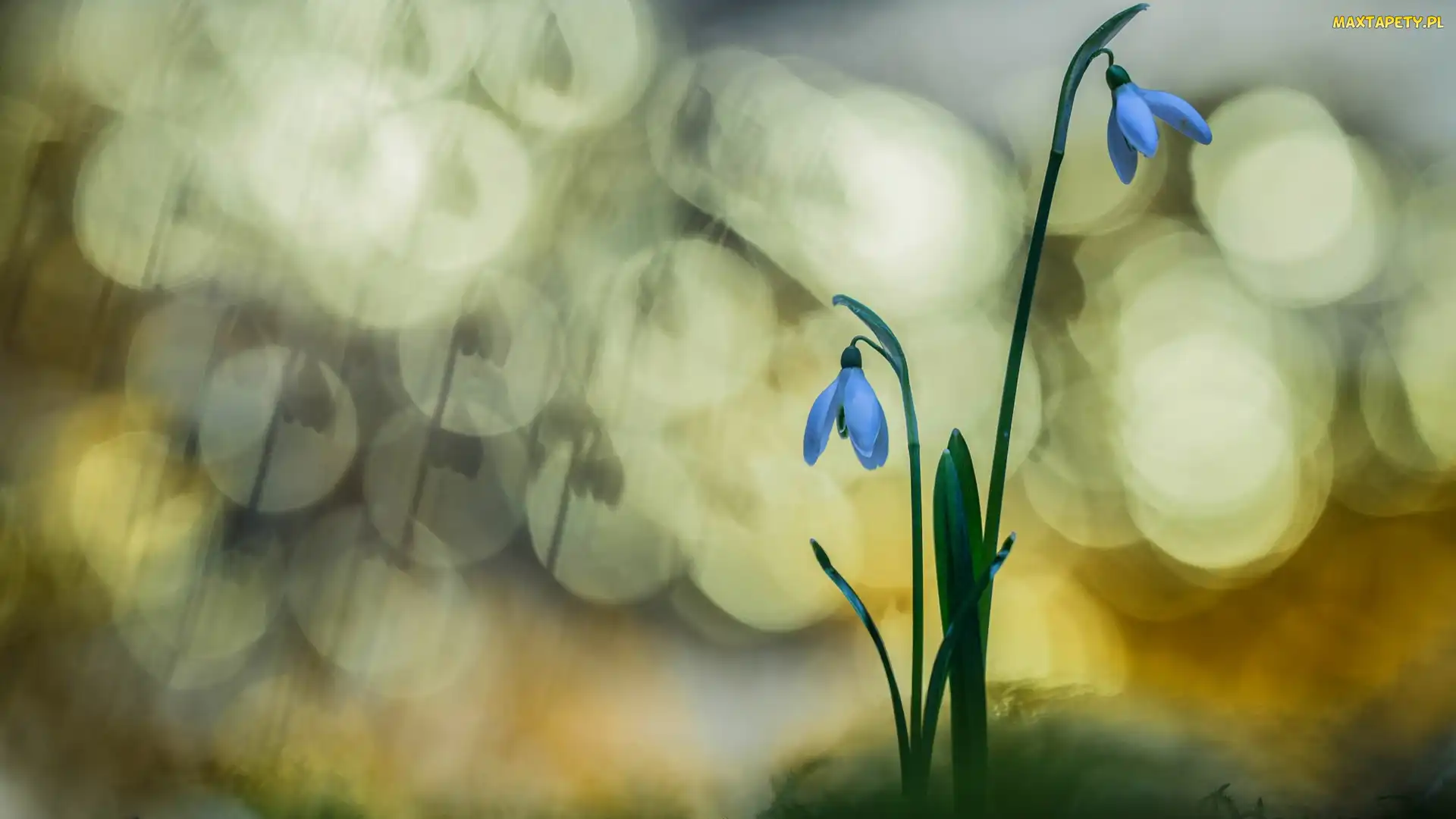 Kwiaty, Bokeh, Przebiśniegi, Dwa