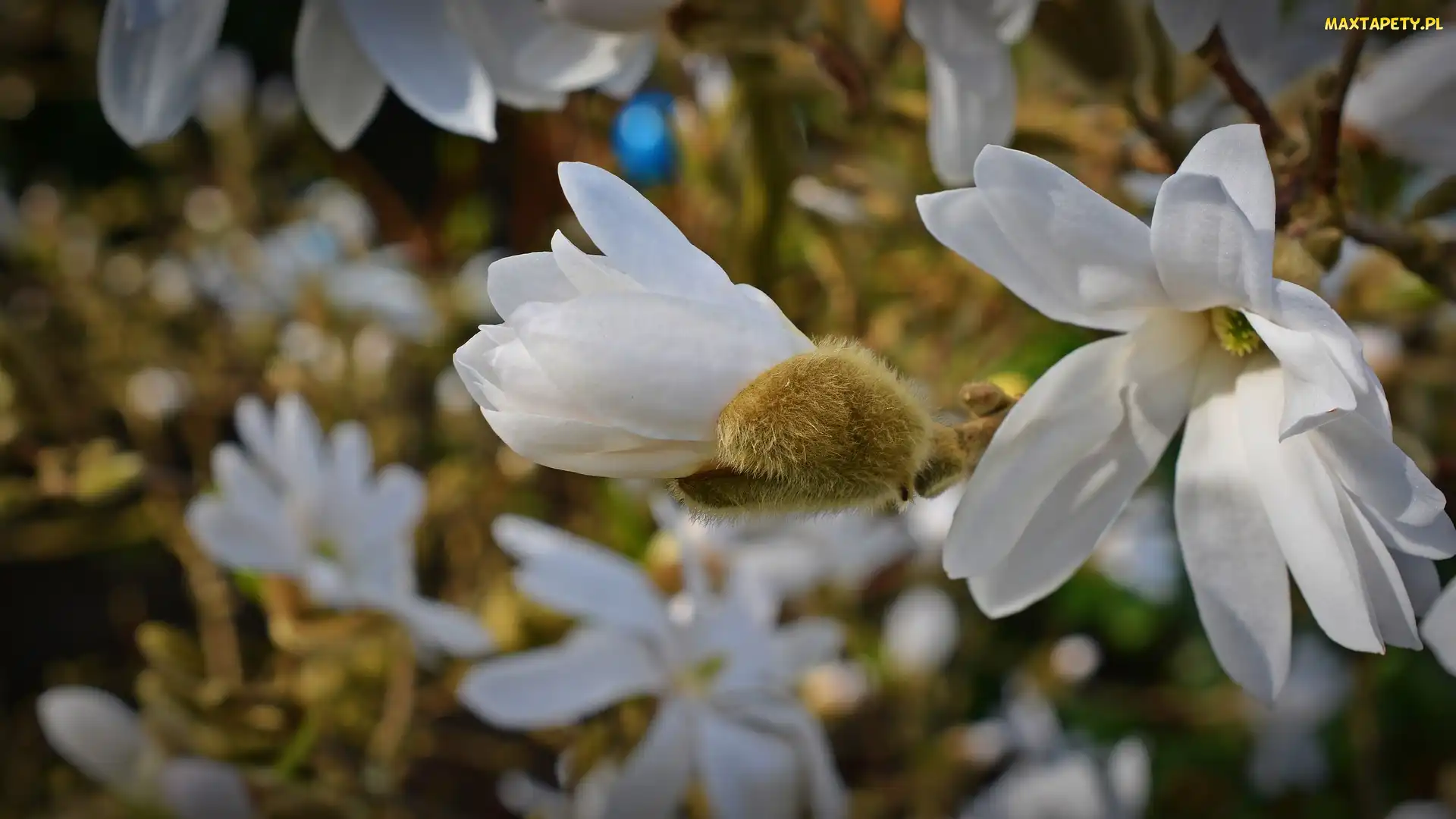 Gałęzie, Magnolia, Kwiaty