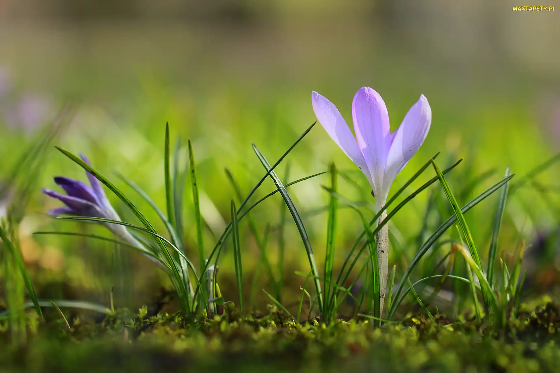Liliowy, Kwiat, Krokus