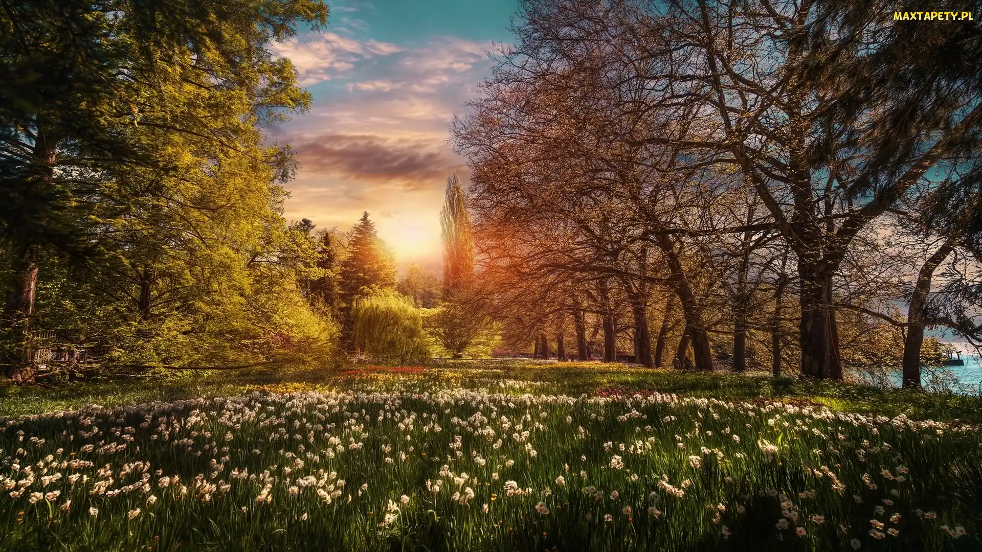 Ogród, Niemcy, Park, Badenia-Wirtembergia, Drzewa, Wyspa Mainau, Wschód słońca, Kwiaty