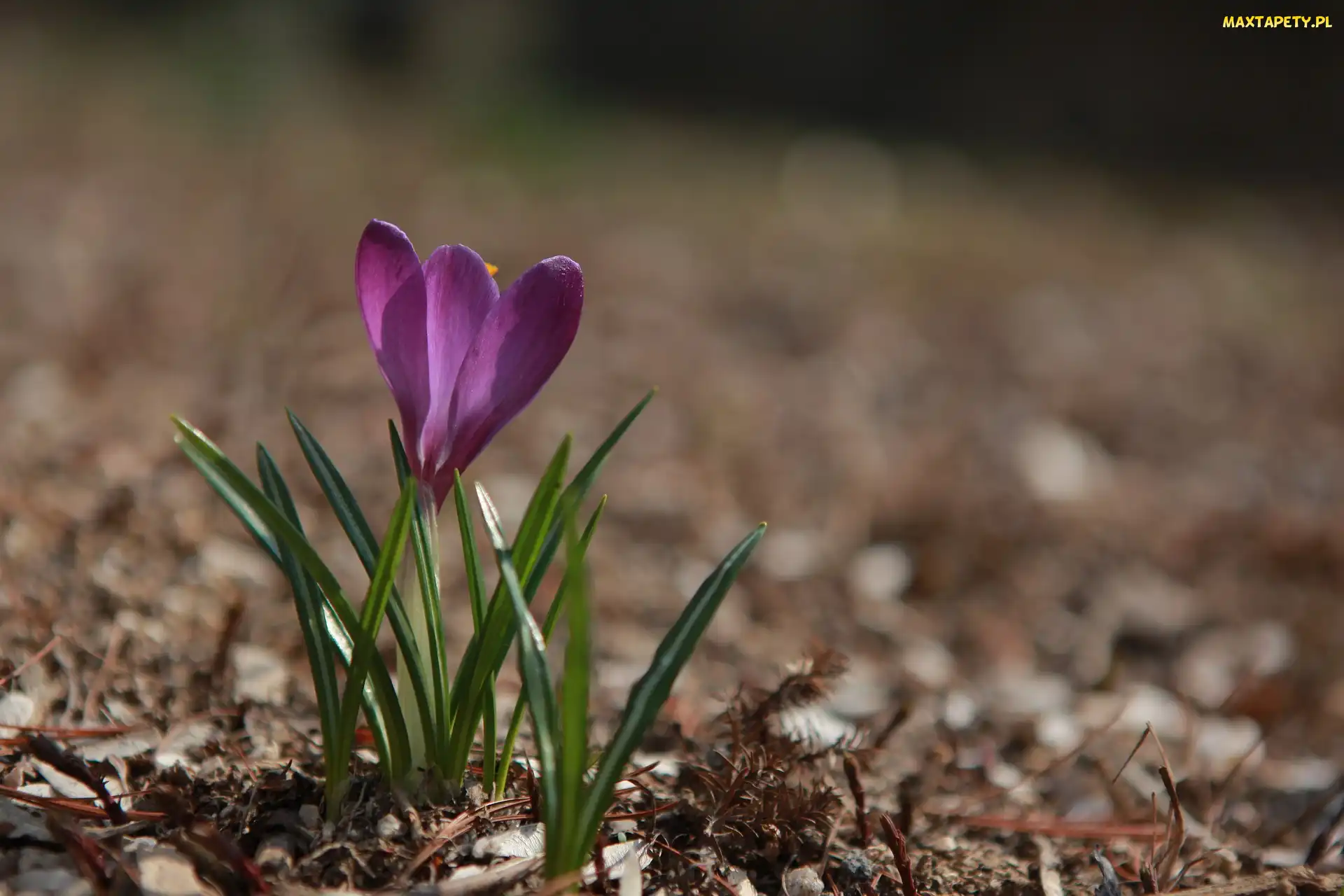 Krokus, Rozmyte tło, Fioletowy