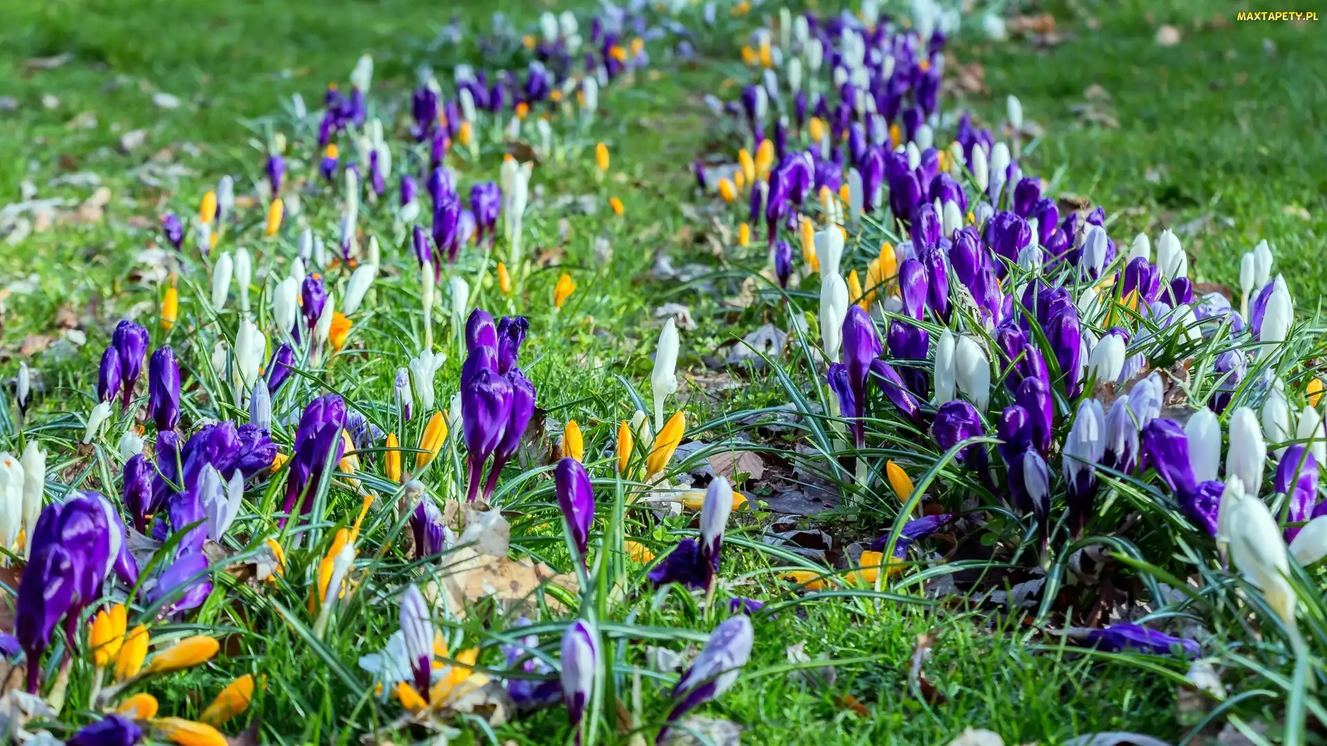 Kwiaty, Trawa, Krokusy, Kolorowe