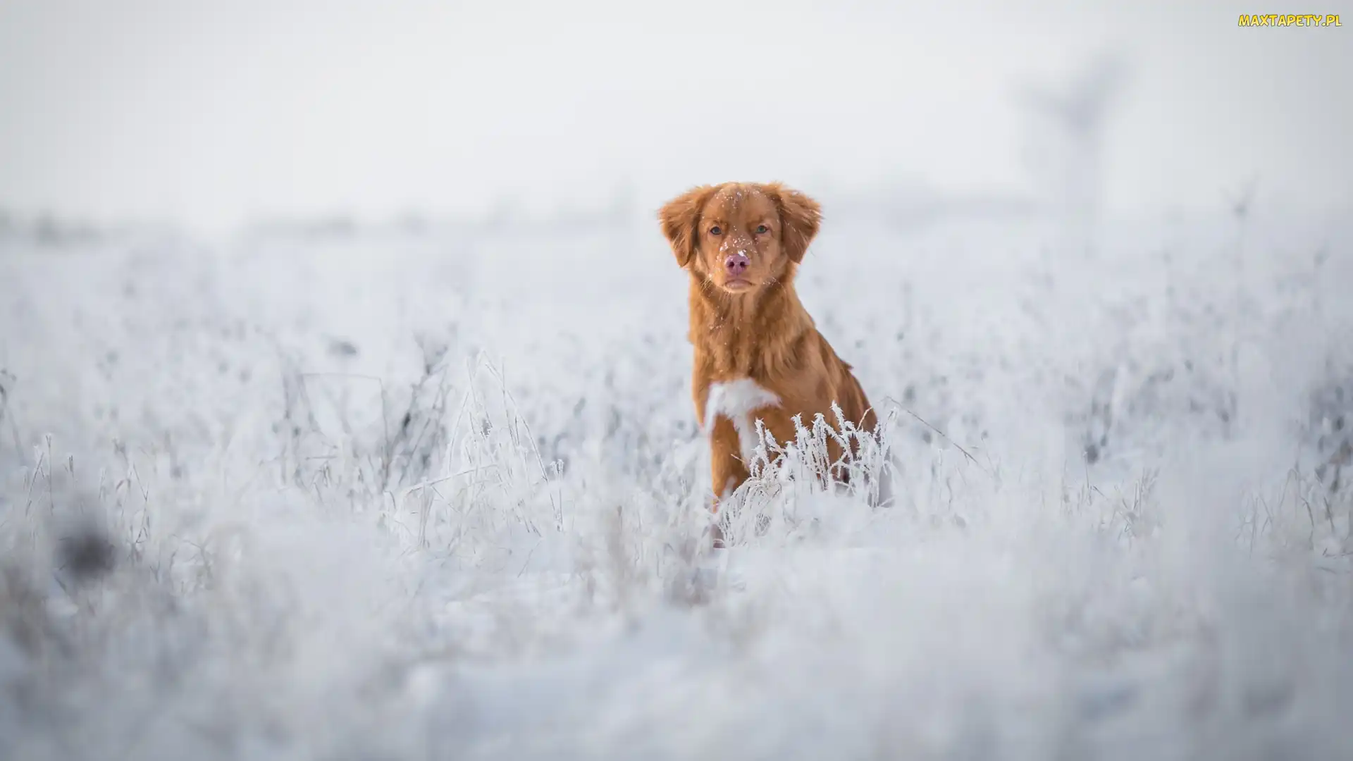Retriever z Nowej Szkocji, Śnieg, Pies