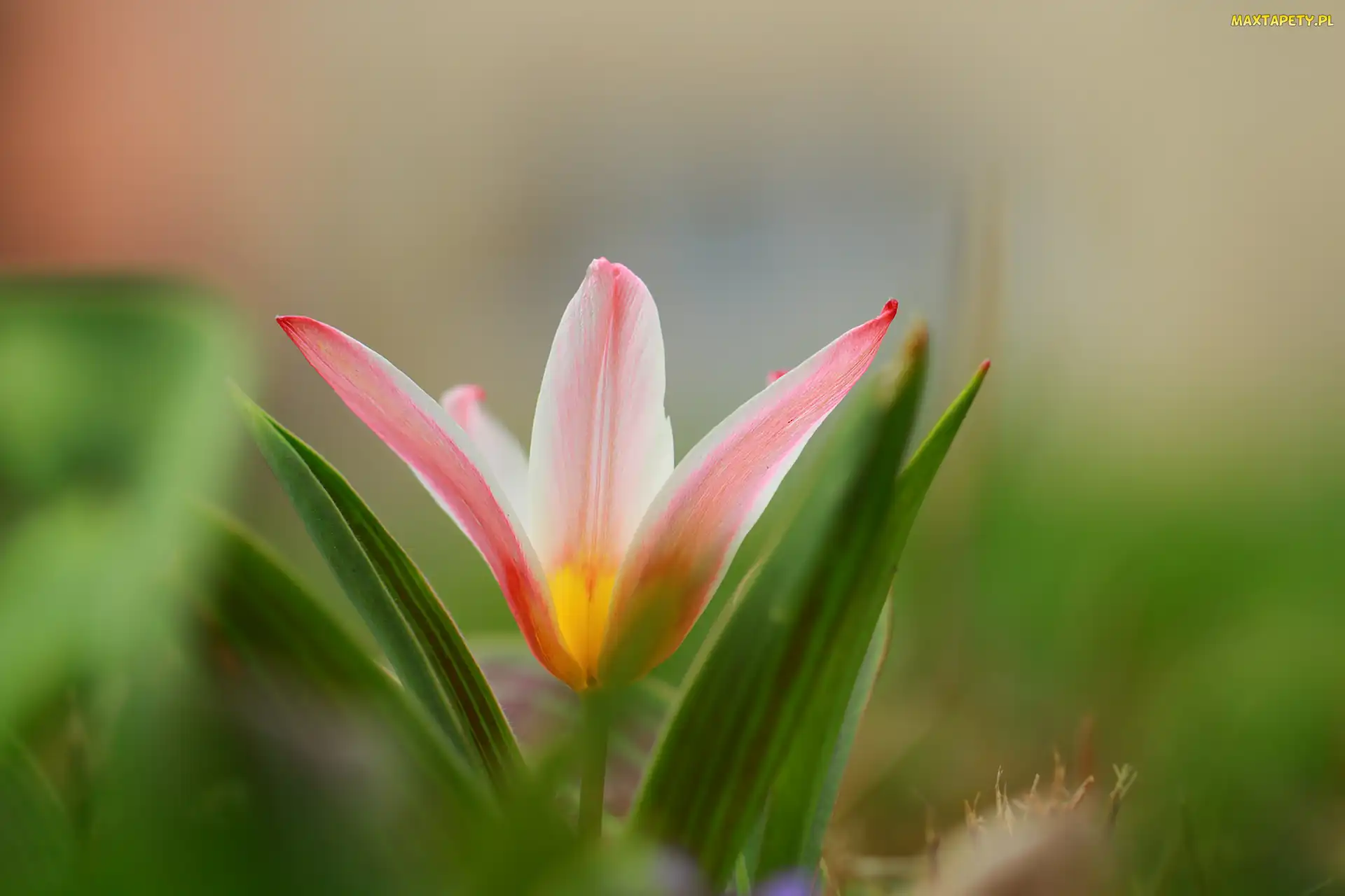 Tulipan, Kwiat, Rozwinięty