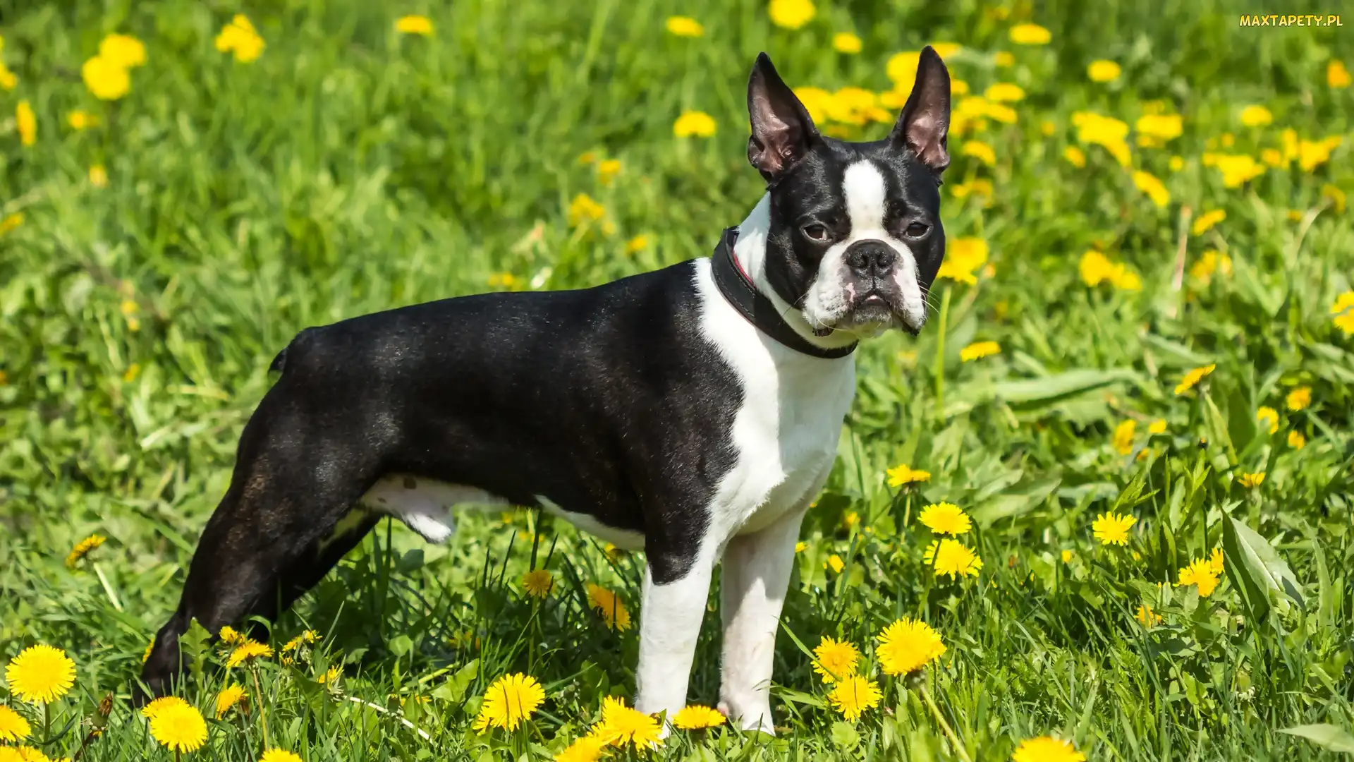 Czarno-biały, Mniszek, Boston terrier