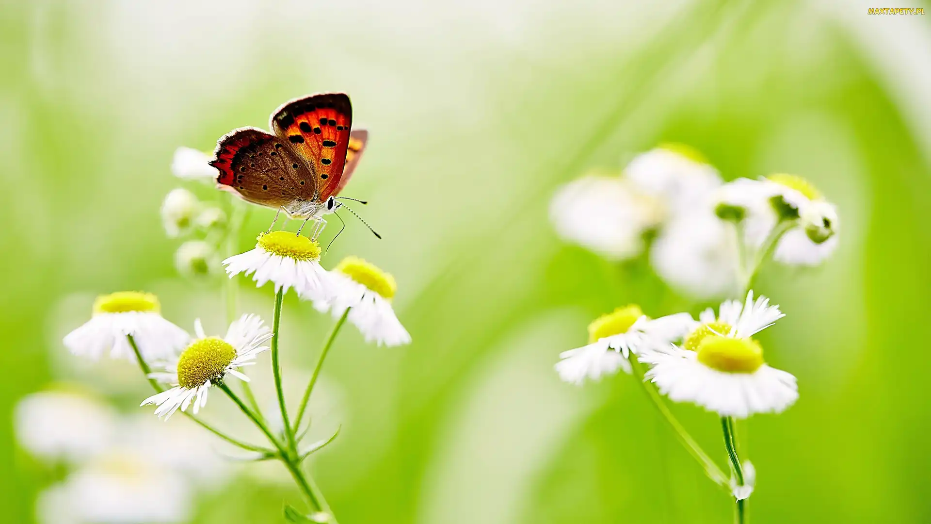Przymiotno, Motyl