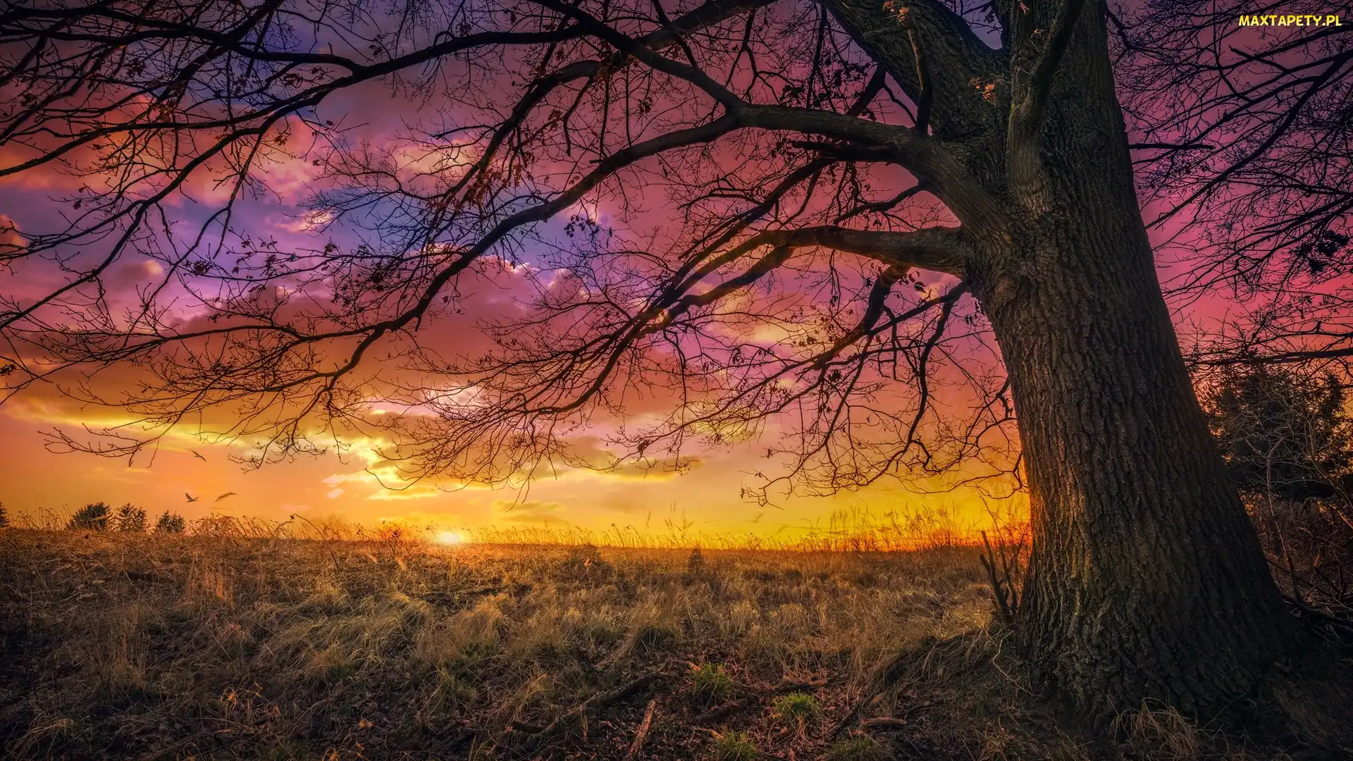Zachód słońca, Trawa, Drzewo, Chmury