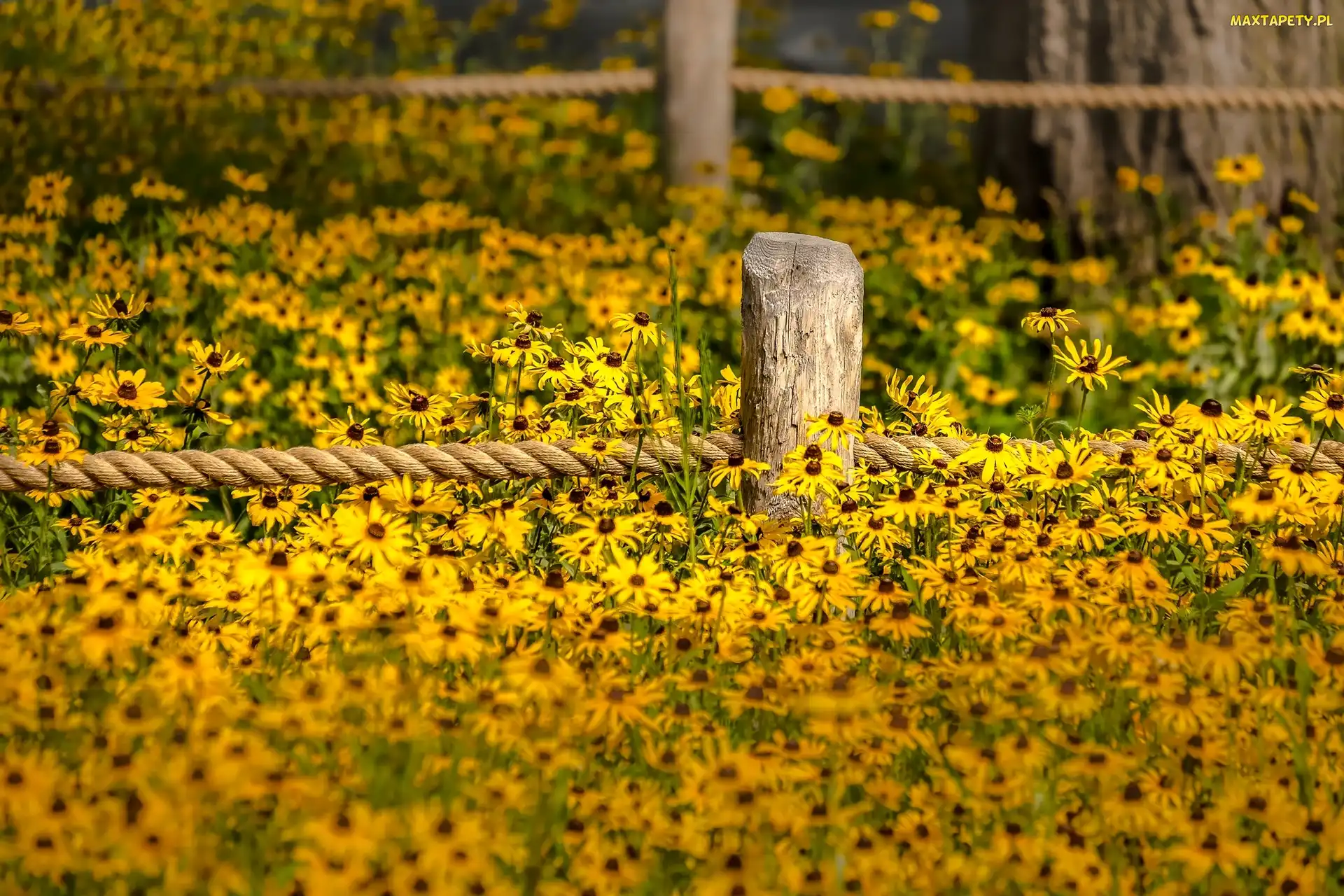 Sznur, Ogrodzenie, Kwiaty, Rudbekia
