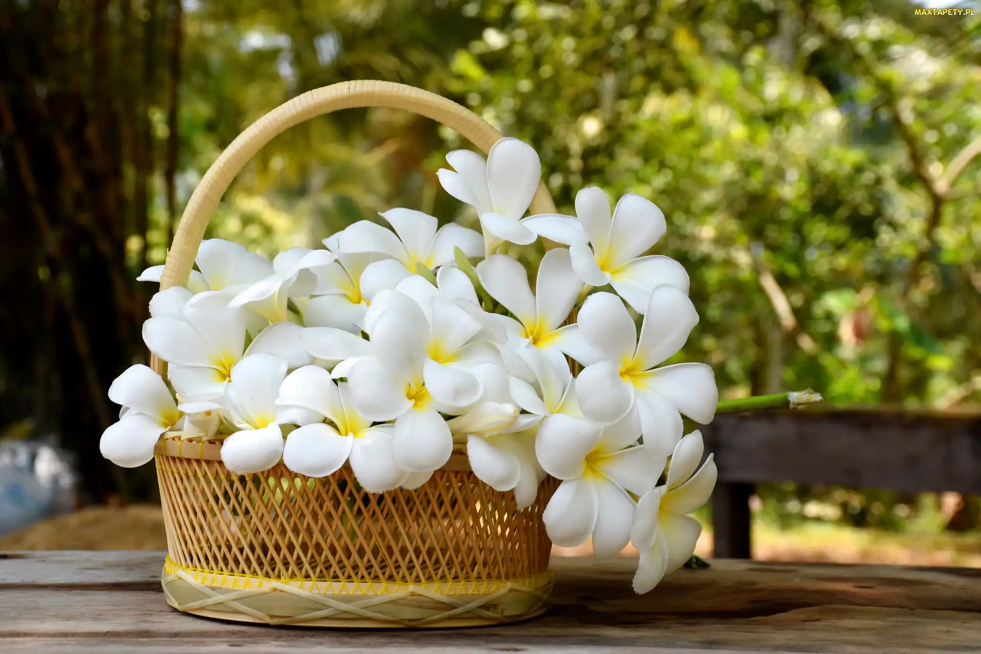 Koszyk, Plumeria, Białe, Kwiaty