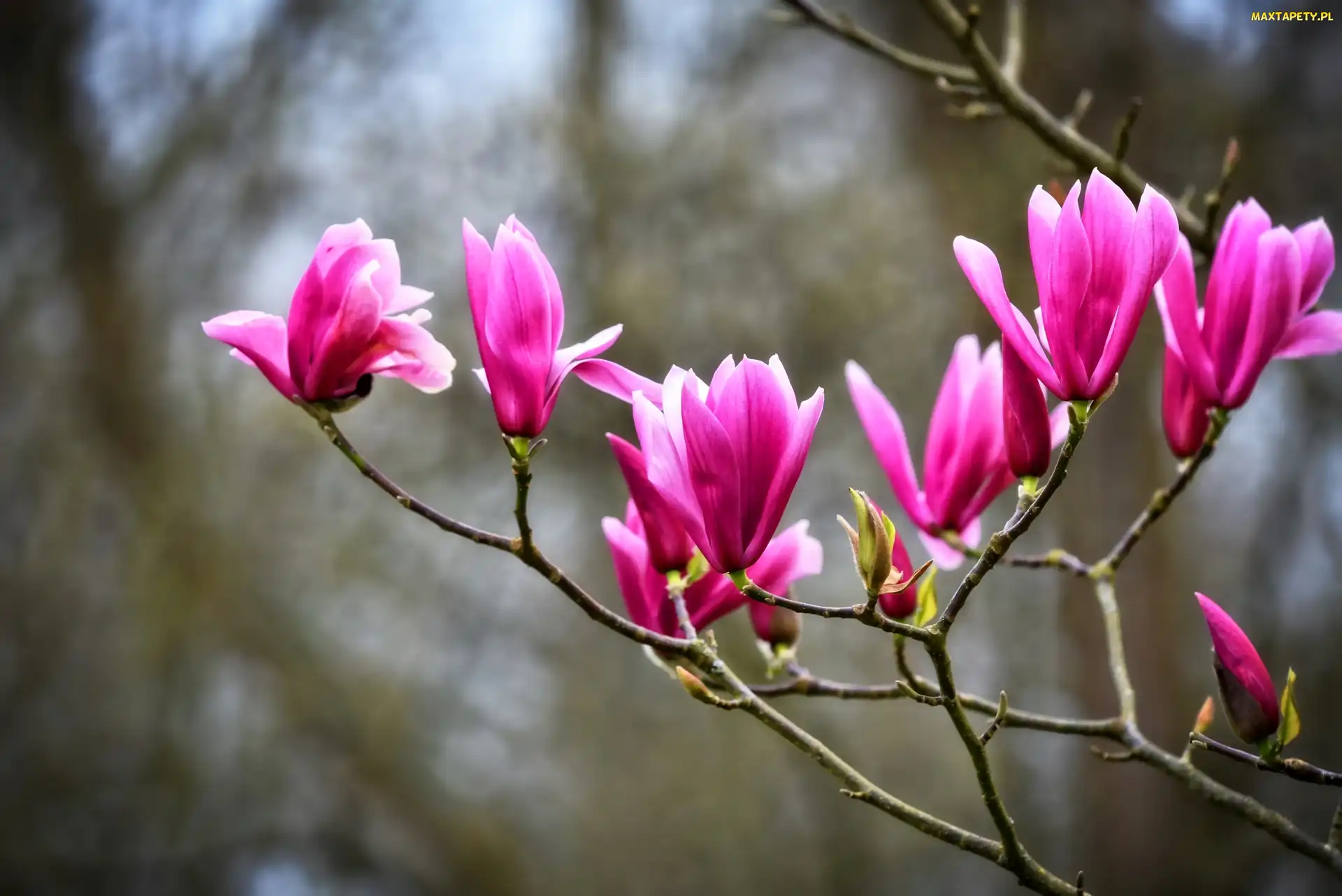 Kwiaty, Gałązki, Magnolia purpurowa