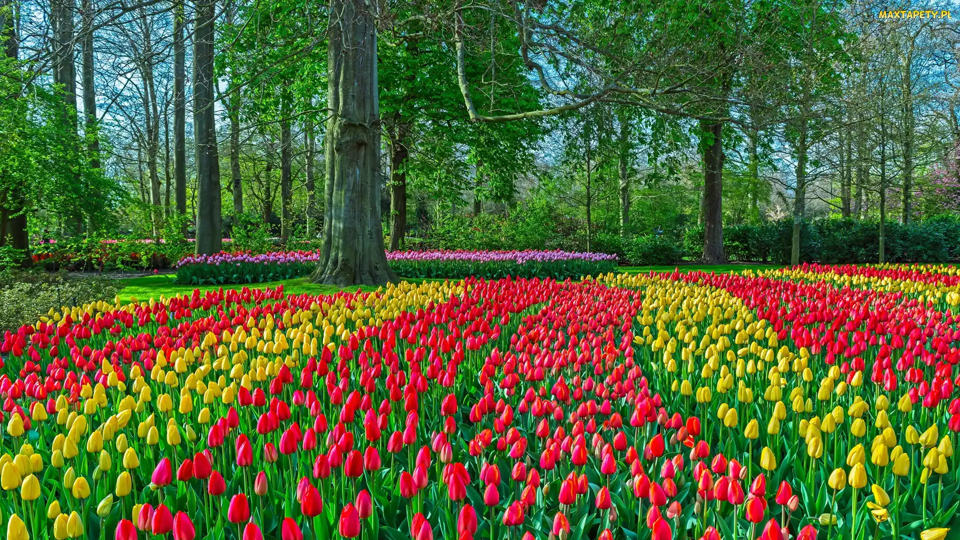 Tulipany, Drzewa, Park, Wiosna