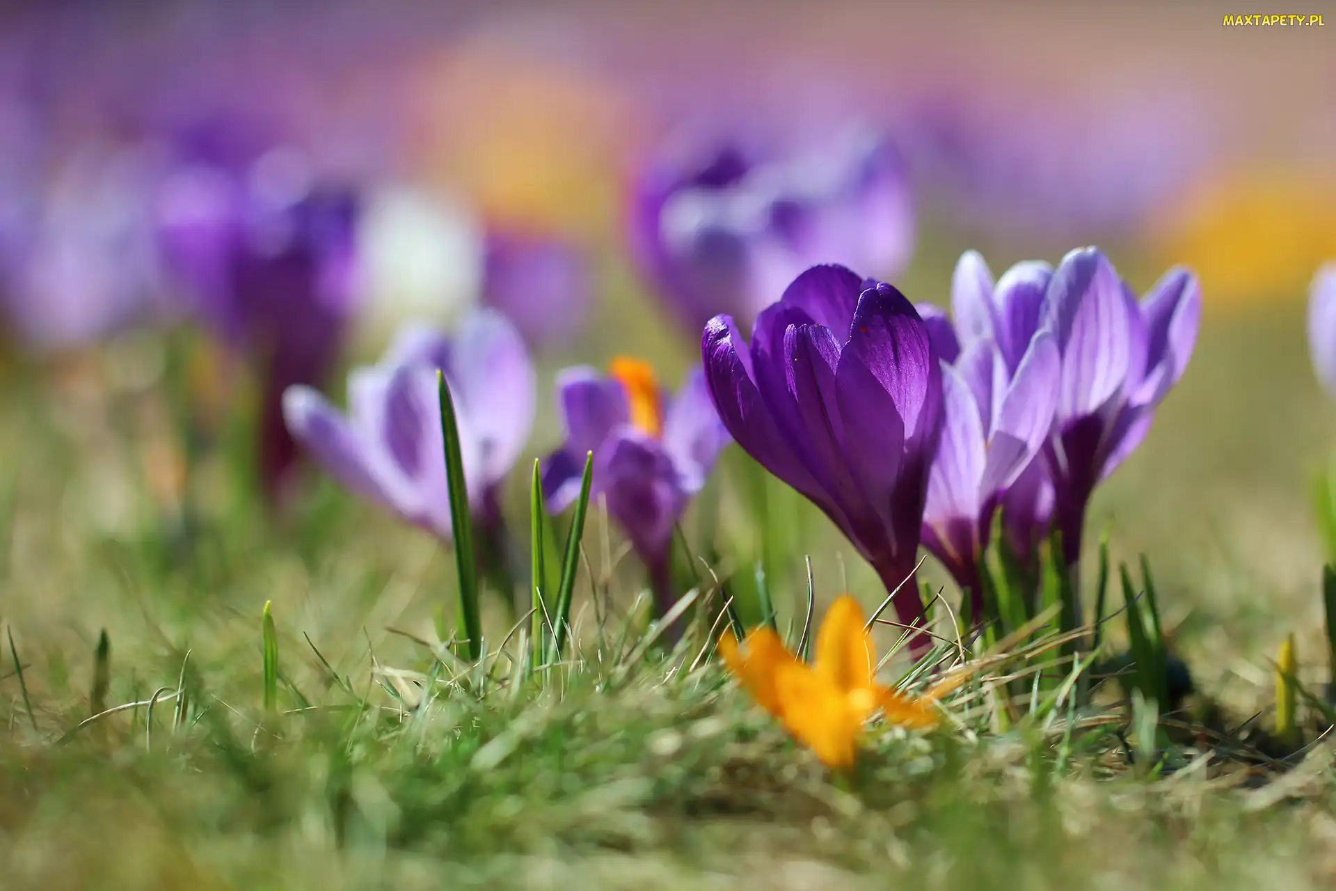 Rozmycie, Trawa, Fioletowy, Krokus