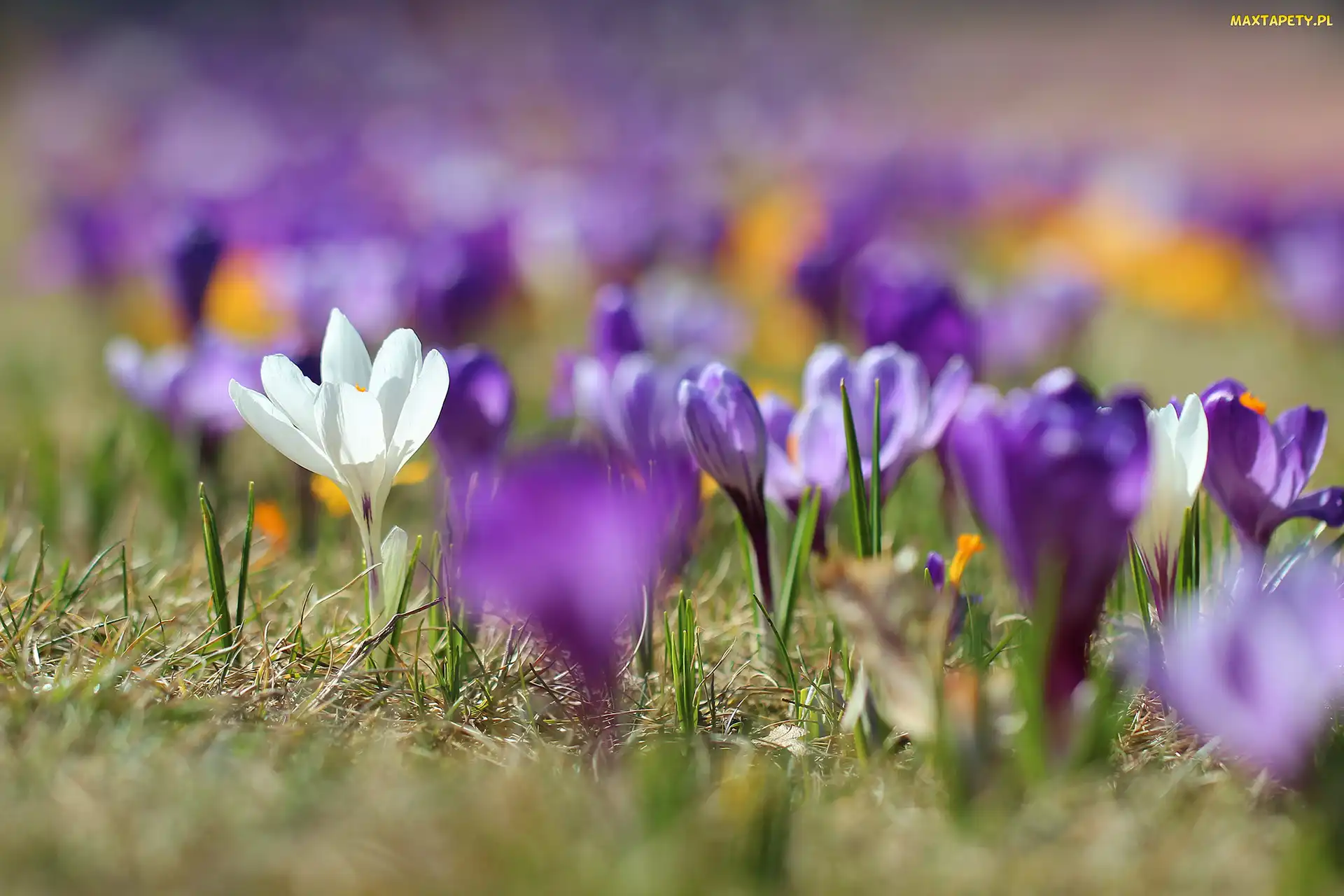 Krokus, Krokusy, Fioletowe, Rozmyte, Biały