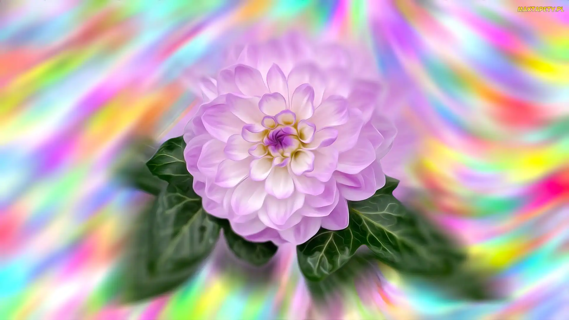 Grafika Farba olejna, Rozmycie, Kwiat, Dalia