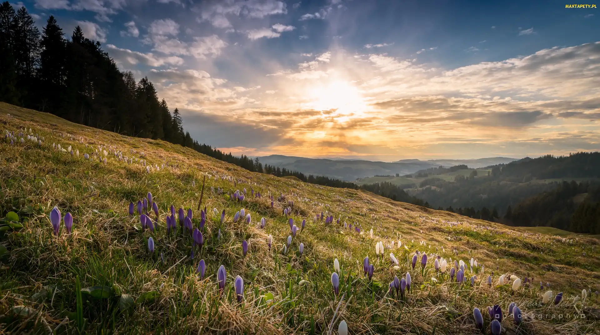 Okręg Lucerna, Krokusy, Rezerwat Biosfery Entlebuch, Wzgórza, Drzewa, Szwajcaria, Wschód słońca, Łąka