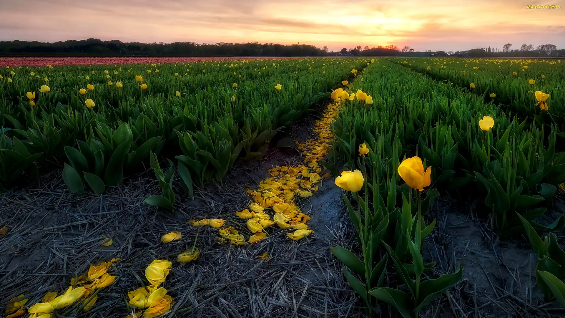 Wschód słońca, Żółte, Pole, Tulipany