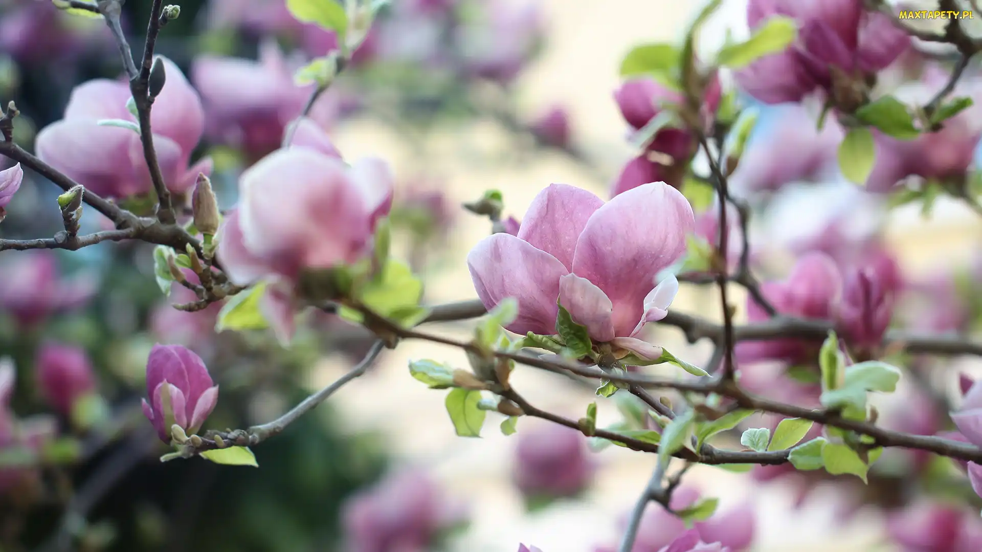 Magnolie, Gałązki, Różowe