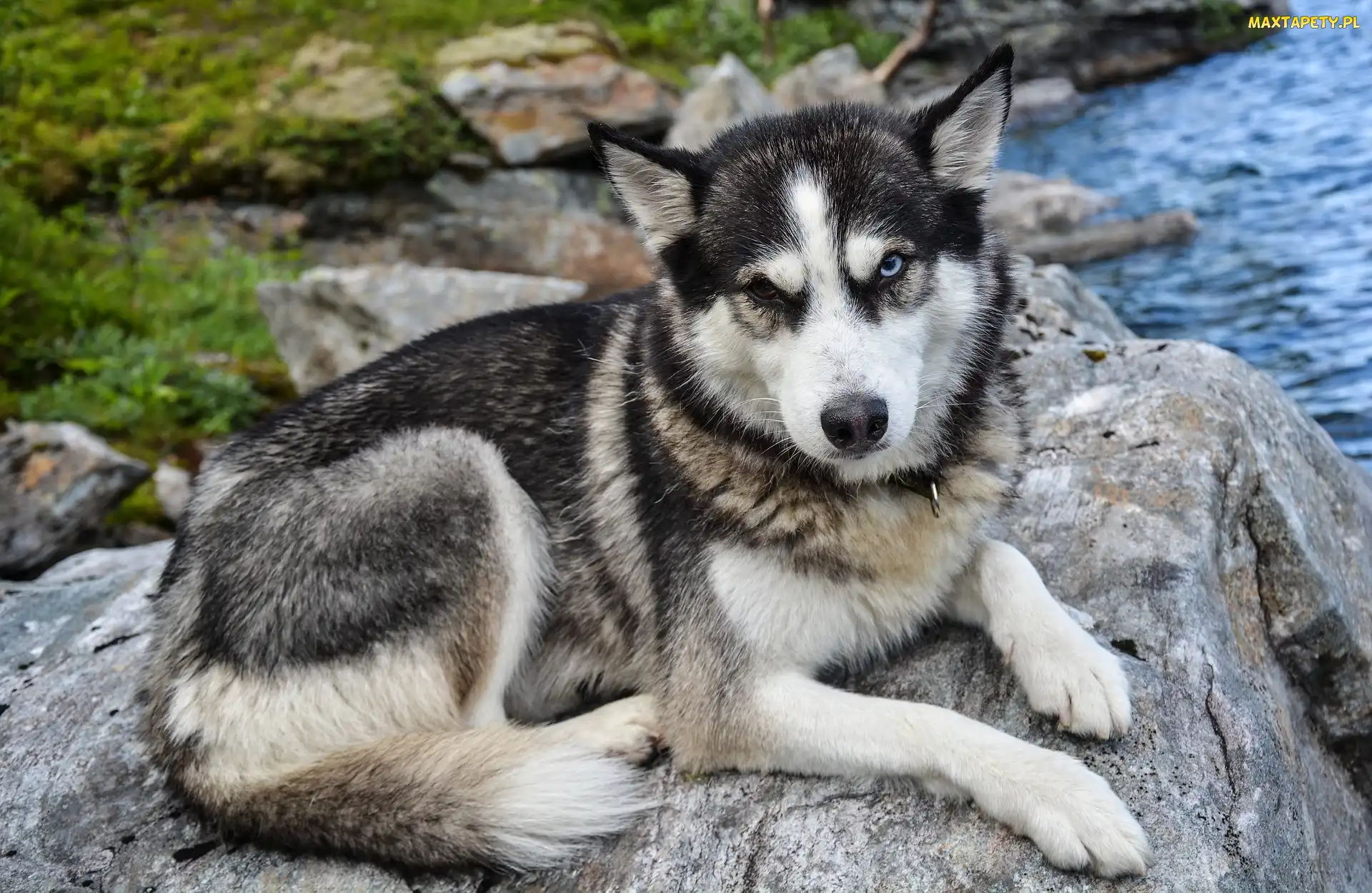 Siberian husky, Kamień, Pies