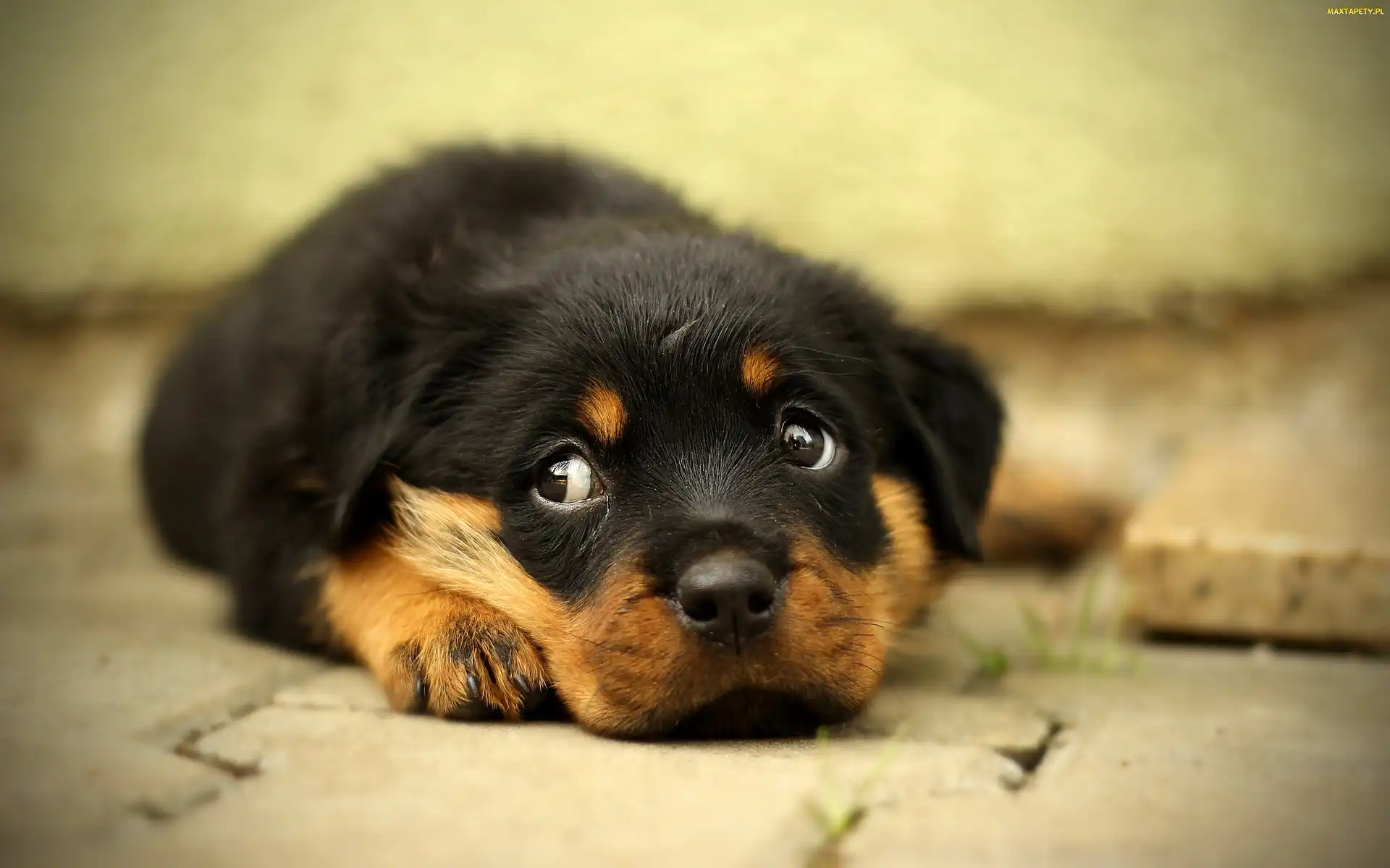 Leżący, Szczeniak, Rottweiler