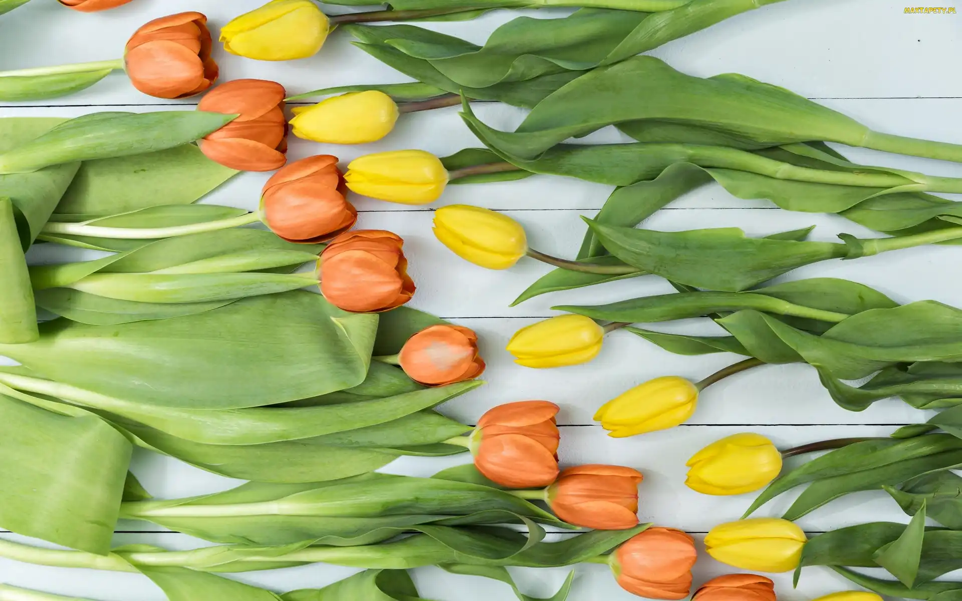Liście, Tulipany, Żółte, Pomarańczowe
