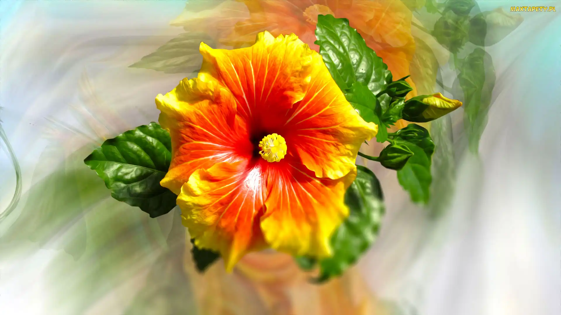 Rozmycie, Listki, Grafika, Hibiskus