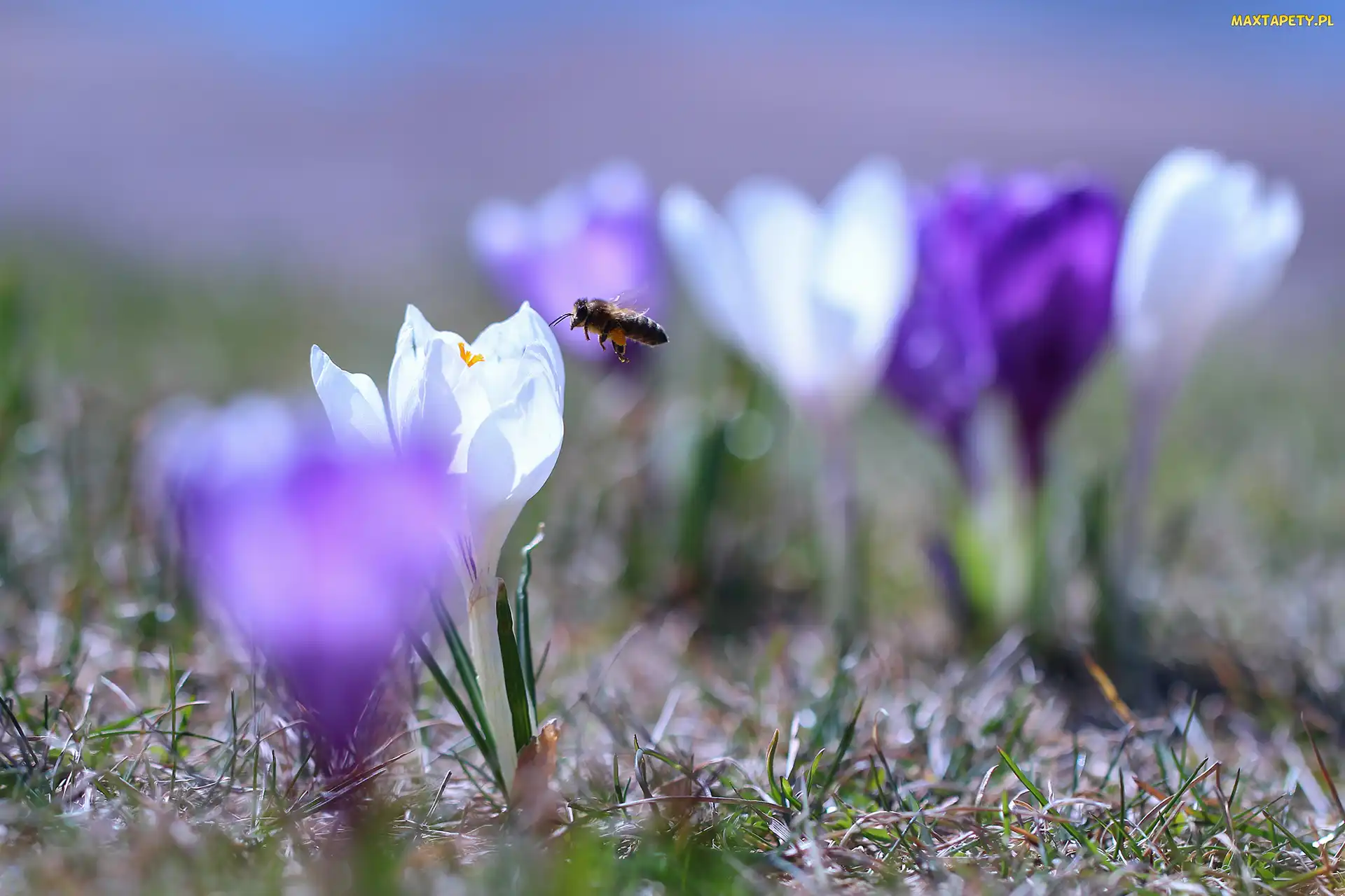 Biały, Pszczoła, Krokus