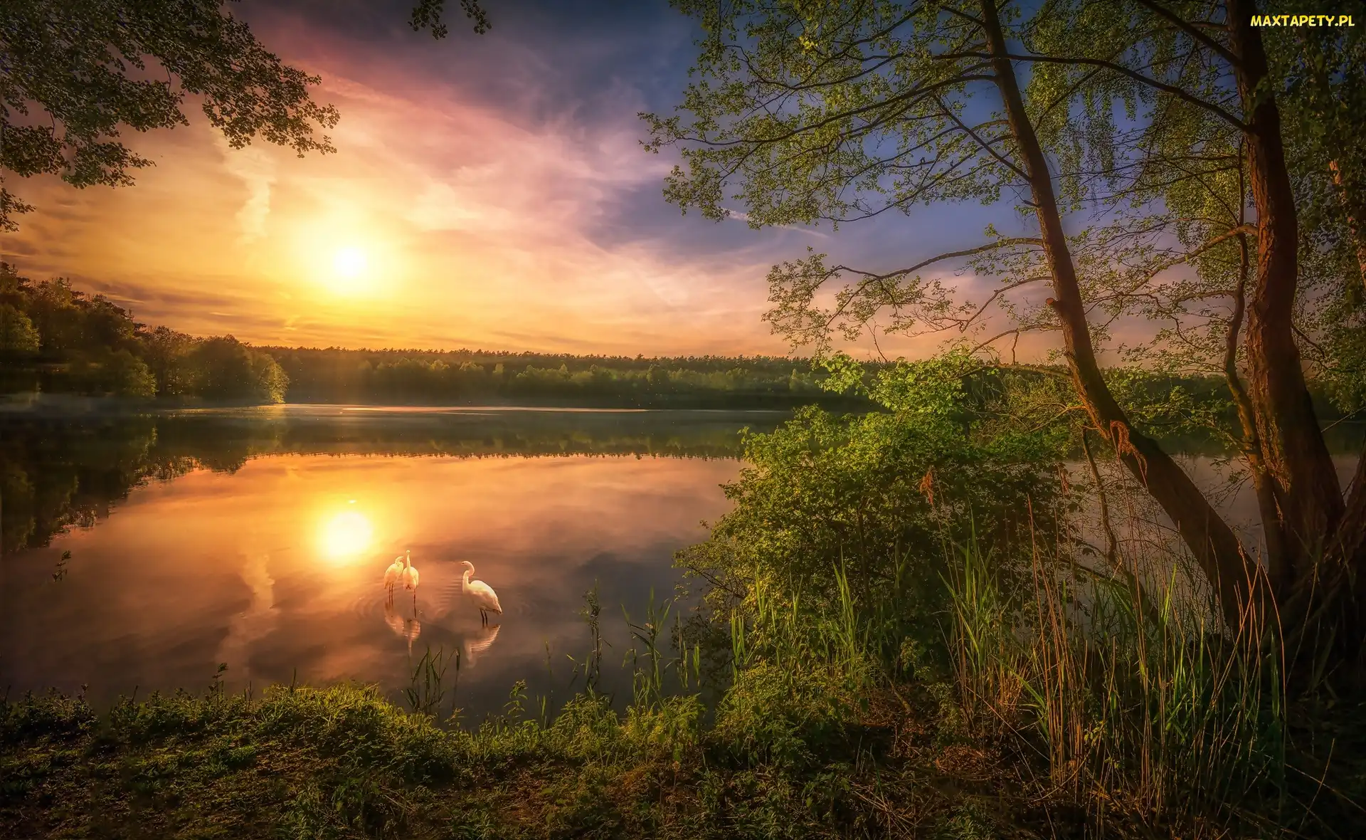 Jezioro, Mgła, Drzewa, Czaple, Wschód słońca