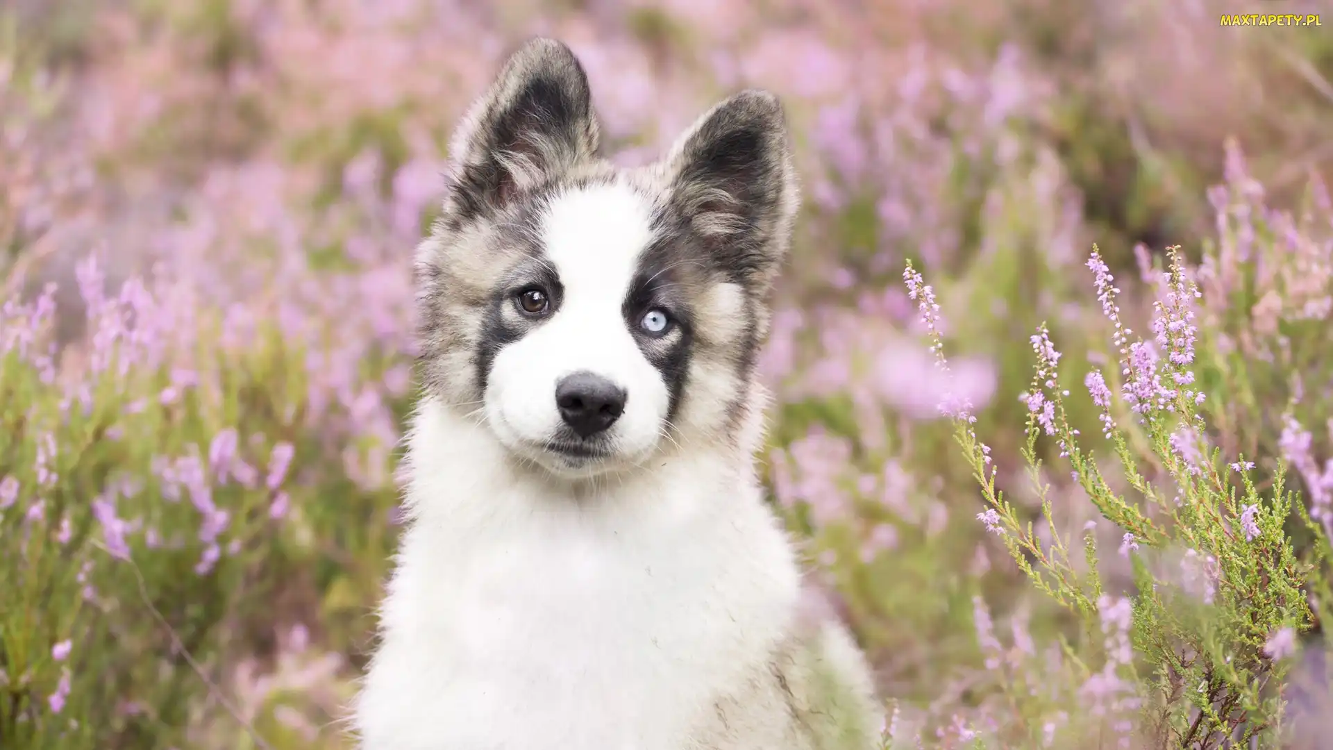Wrzosy, Siberian husky, Pies, Szczeniak