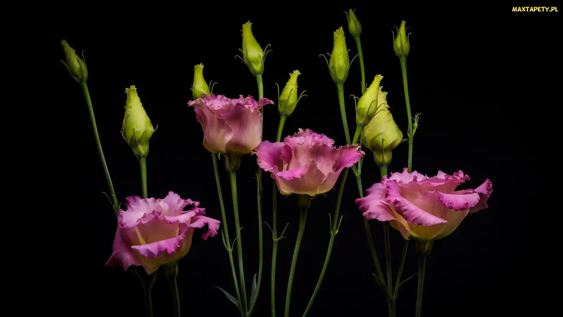 Eustoma, Ciemne tło, Kwiaty