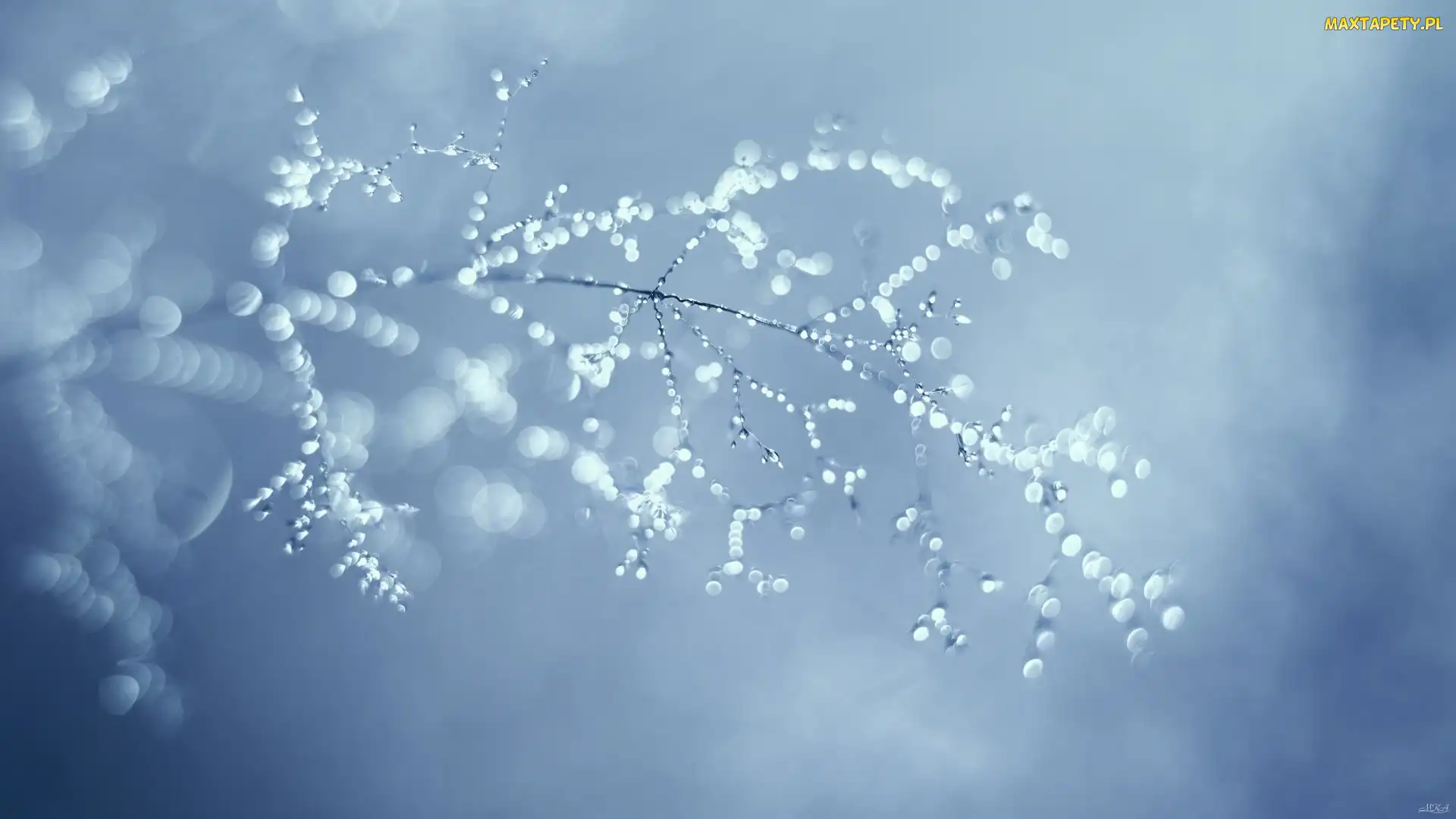 Krople, Bokeh, Gałązki