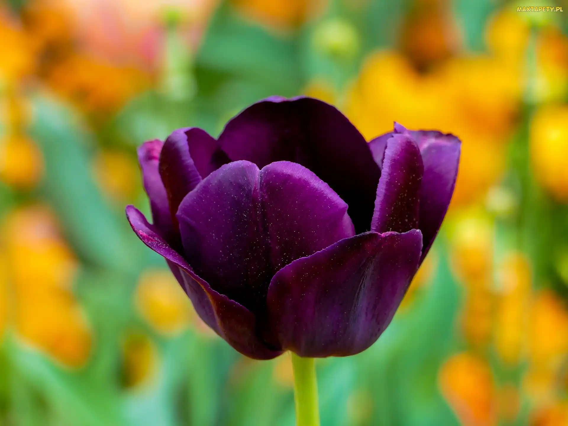 Tulipan, Rozmyte tło, Bordowy