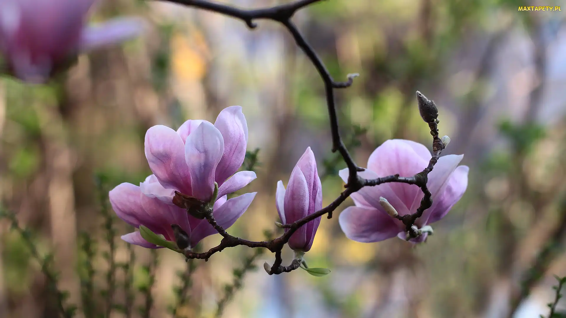 Gałązka, Kwiaty, Różowa, Magnolia
