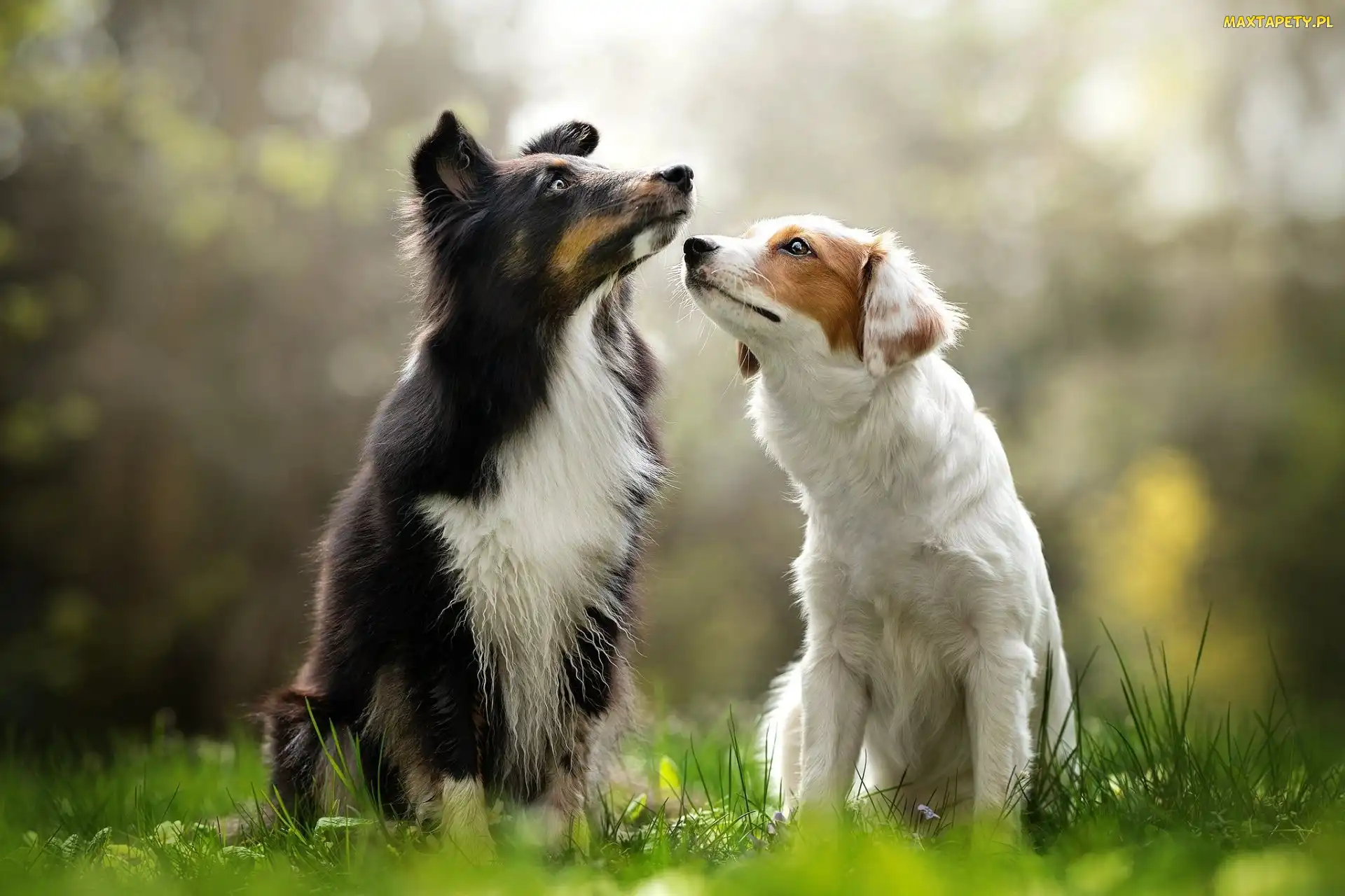 Trawa, Border collie, Dwa, Psy