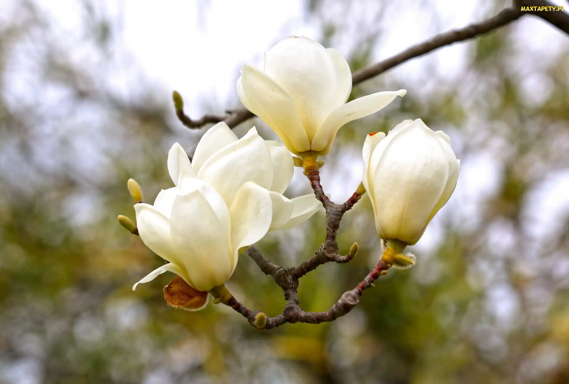Magnolia, Kwiaty, Gałąź, Białe
