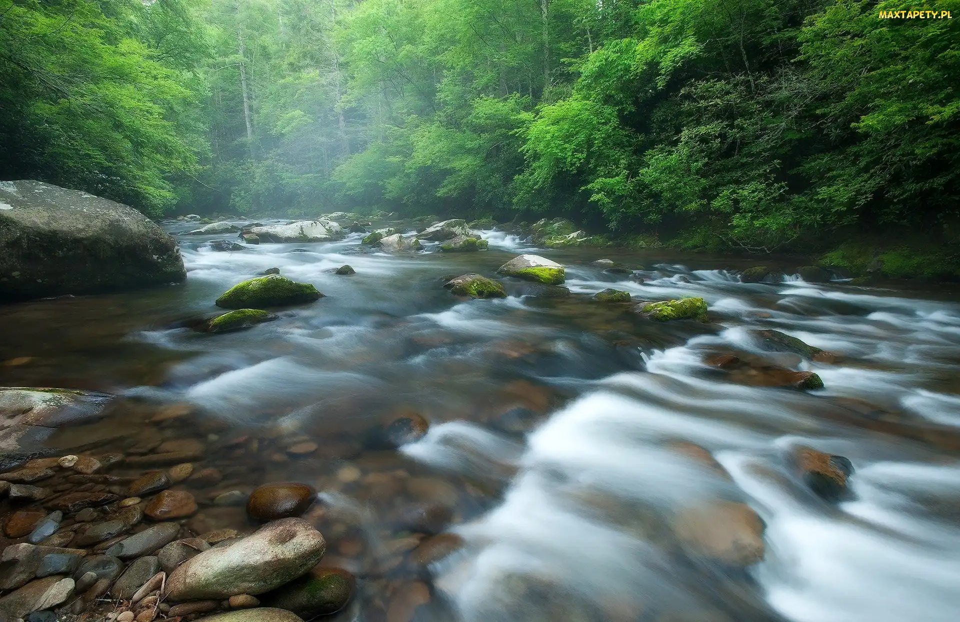 Drzewa, Kamienie, Park Narodowy Great Smoky Mountains, Las, Stany Zjednoczone, Rzeka Little River, Stan Tennessee