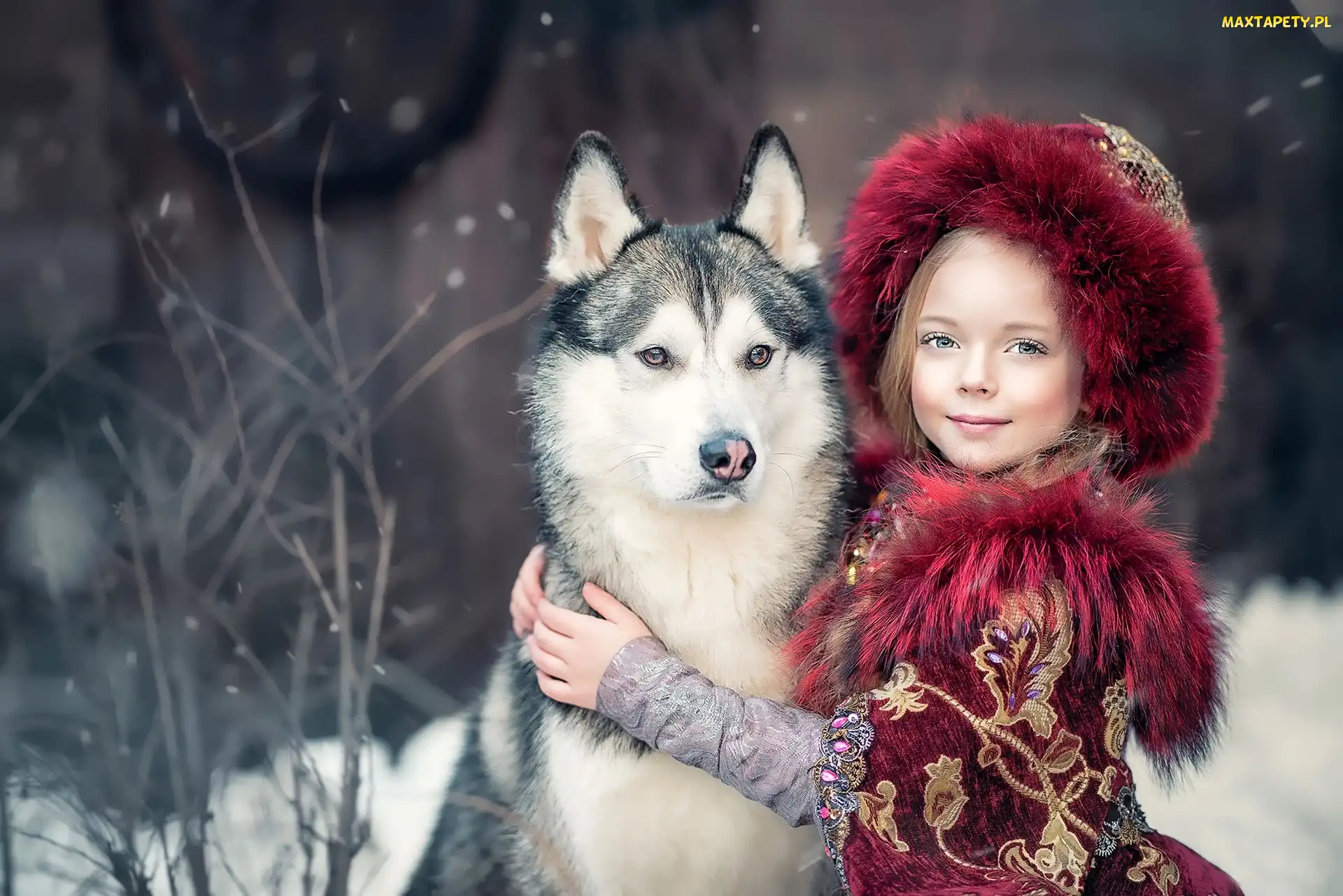 Pies, Siberian husky, Dziewczynka