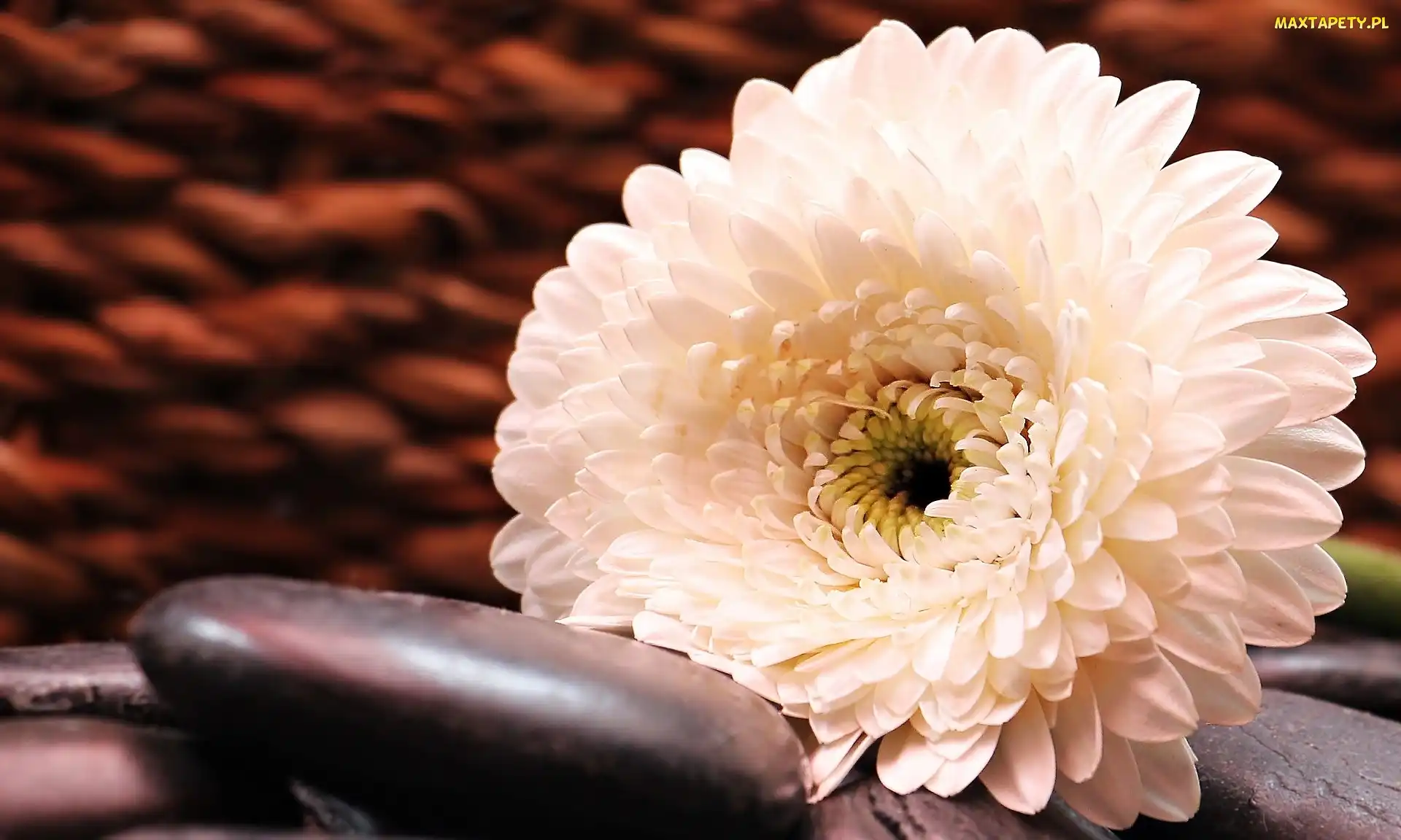 Kamień, Biała, Kwiat, Gerbera